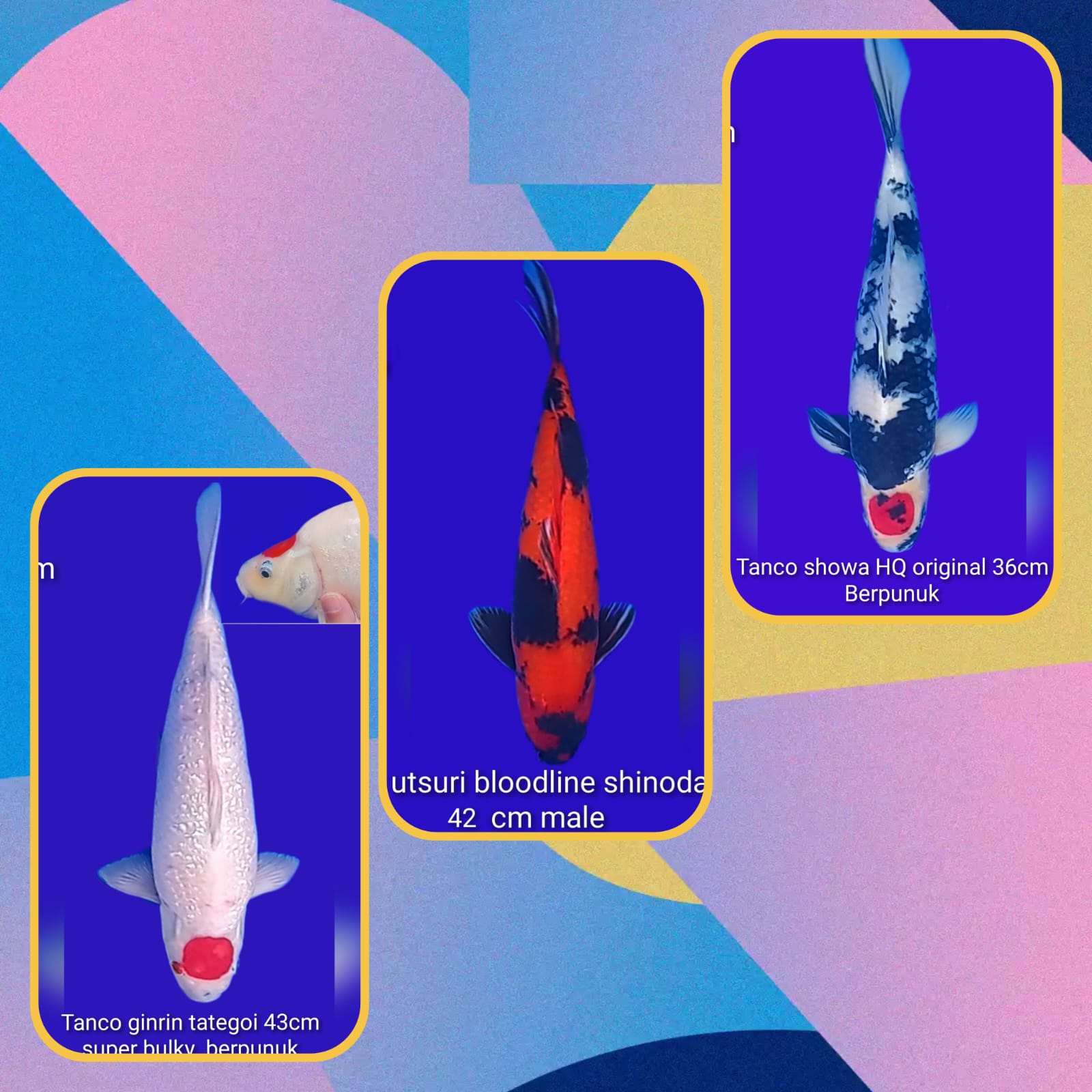 Lelang Koi Online, Jual Beli Ikan Koi, Pasar Koi Terbaik, Agen Lelang Koi, Penawaran Koi Berkualitas, Harga Jual Koi, Lelang Ikan Koi Import, Beli Koi Online, Jual Koi Murah, Koi Showroom, Penjual Koi Terpercaya, Lelang Koi Jakarta, Jual Koi Lokal, Koi Kualitas Unggul, Harga Terbaik Koi, Jual Koi Indukan, Lelang Ikan Hias Koi, Pasar Koi Indonesia, Beli Koi Berkualitas Tinggi, Koi Farm Terbesar, Jual Beli Koi Impor, Lelang Ikan Koi Kualitas Premium, Daftar Harga Koi Terbaru, Pusat Jual Beli Koi, Info Lelang Koi Hari Ini.