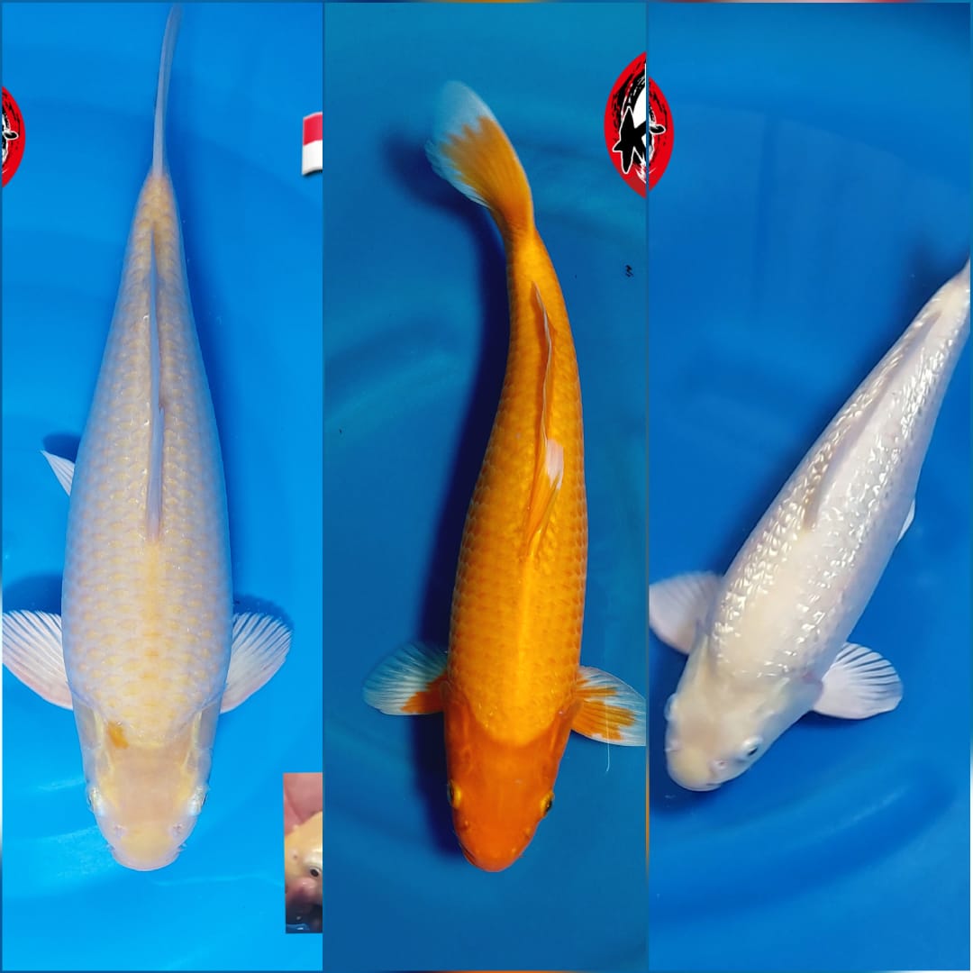 Lelang Koi Online, Jual Beli Ikan Koi, Pasar Koi Terbaik, Agen Lelang Koi, Penawaran Koi Berkualitas, Harga Jual Koi, Lelang Ikan Koi Import, Beli Koi Online, Jual Koi Murah, Koi Showroom, Penjual Koi Terpercaya, Lelang Koi Jakarta, Jual Koi Lokal, Koi Kualitas Unggul, Harga Terbaik Koi, Jual Koi Indukan, Lelang Ikan Hias Koi, Pasar Koi Indonesia, Beli Koi Berkualitas Tinggi, Koi Farm Terbesar, Jual Beli Koi Impor, Lelang Ikan Koi Kualitas Premium, Daftar Harga Koi Terbaru, Pusat Jual Beli Koi, Info Lelang Koi Hari Ini.
