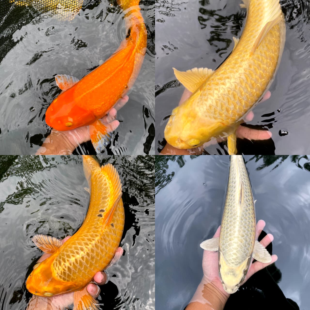 Lelang Koi Online, Jual Beli Ikan Koi, Pasar Koi Terbaik, Agen Lelang Koi, Penawaran Koi Berkualitas, Harga Jual Koi, Lelang Ikan Koi Import, Beli Koi Online, Jual Koi Murah, Koi Showroom, Penjual Koi Terpercaya, Lelang Koi Jakarta, Jual Koi Lokal, Koi Kualitas Unggul, Harga Terbaik Koi, Jual Koi Indukan, Lelang Ikan Hias Koi, Pasar Koi Indonesia, Beli Koi Berkualitas Tinggi, Koi Farm Terbesar, Jual Beli Koi Impor, Lelang Ikan Koi Kualitas Premium, Daftar Harga Koi Terbaru, Pusat Jual Beli Koi, Info Lelang Koi Hari Ini.