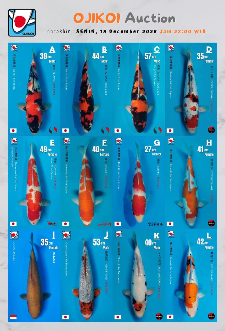 Lelang Koi Online, Jual Beli Ikan Koi, Pasar Koi Terbaik, Agen Lelang Koi, Penawaran Koi Berkualitas, Harga Jual Koi, Lelang Ikan Koi Import, Beli Koi Online, Jual Koi Murah, Koi Showroom, Penjual Koi Terpercaya, Lelang Koi Jakarta, Jual Koi Lokal, Koi Kualitas Unggul, Harga Terbaik Koi, Jual Koi Indukan, Lelang Ikan Hias Koi, Pasar Koi Indonesia, Beli Koi Berkualitas Tinggi, Koi Farm Terbesar, Jual Beli Koi Impor, Lelang Ikan Koi Kualitas Premium, Daftar Harga Koi Terbaru, Pusat Jual Beli Koi, Info Lelang Koi Hari Ini.