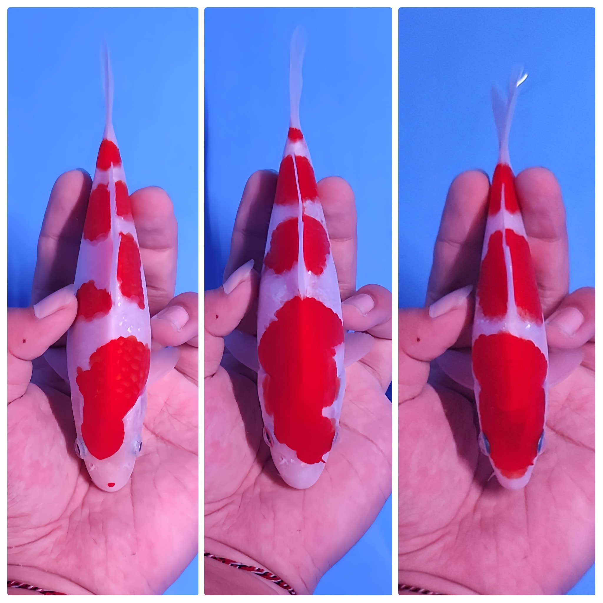 Lelang Koi Online, Jual Beli Ikan Koi, Pasar Koi Terbaik, Agen Lelang Koi, Penawaran Koi Berkualitas, Harga Jual Koi, Lelang Ikan Koi Import, Beli Koi Online, Jual Koi Murah, Koi Showroom, Penjual Koi Terpercaya, Lelang Koi Jakarta, Jual Koi Lokal, Koi Kualitas Unggul, Harga Terbaik Koi, Jual Koi Indukan, Lelang Ikan Hias Koi, Pasar Koi Indonesia, Beli Koi Berkualitas Tinggi, Koi Farm Terbesar, Jual Beli Koi Impor, Lelang Ikan Koi Kualitas Premium, Daftar Harga Koi Terbaru, Pusat Jual Beli Koi, Info Lelang Koi Hari Ini.
