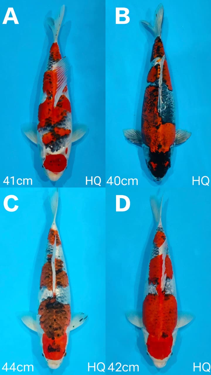 Lelang Koi Online, Jual Beli Ikan Koi, Pasar Koi Terbaik, Agen Lelang Koi, Penawaran Koi Berkualitas, Harga Jual Koi, Lelang Ikan Koi Import, Beli Koi Online, Jual Koi Murah, Koi Showroom, Penjual Koi Terpercaya, Lelang Koi Jakarta, Jual Koi Lokal, Koi Kualitas Unggul, Harga Terbaik Koi, Jual Koi Indukan, Lelang Ikan Hias Koi, Pasar Koi Indonesia, Beli Koi Berkualitas Tinggi, Koi Farm Terbesar, Jual Beli Koi Impor, Lelang Ikan Koi Kualitas Premium, Daftar Harga Koi Terbaru, Pusat Jual Beli Koi, Info Lelang Koi Hari Ini.