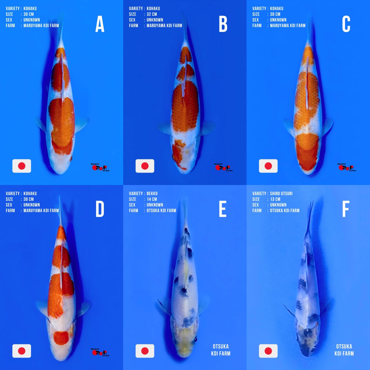 Lelang Koi Online, Jual Beli Ikan Koi, Pasar Koi Terbaik, Agen Lelang Koi, Penawaran Koi Berkualitas, Harga Jual Koi, Lelang Ikan Koi Import, Beli Koi Online, Jual Koi Murah, Koi Showroom, Penjual Koi Terpercaya, Lelang Koi Jakarta, Jual Koi Lokal, Koi Kualitas Unggul, Harga Terbaik Koi, Jual Koi Indukan, Lelang Ikan Hias Koi, Pasar Koi Indonesia, Beli Koi Berkualitas Tinggi, Koi Farm Terbesar, Jual Beli Koi Impor, Lelang Ikan Koi Kualitas Premium, Daftar Harga Koi Terbaru, Pusat Jual Beli Koi, Info Lelang Koi Hari Ini.