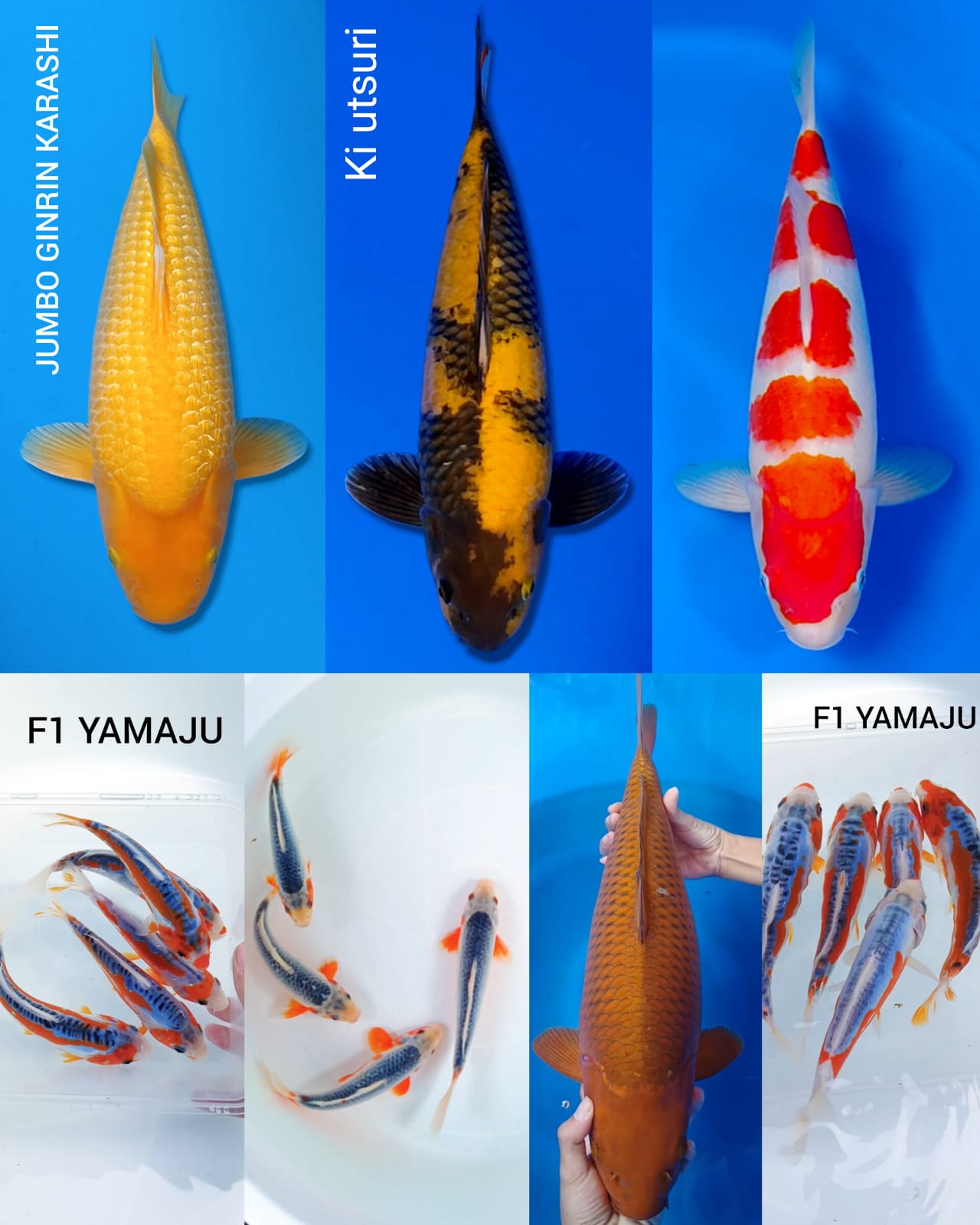 Lelang Koi Online, Jual Beli Ikan Koi, Pasar Koi Terbaik, Agen Lelang Koi, Penawaran Koi Berkualitas, Harga Jual Koi, Lelang Ikan Koi Import, Beli Koi Online, Jual Koi Murah, Koi Showroom, Penjual Koi Terpercaya, Lelang Koi Jakarta, Jual Koi Lokal, Koi Kualitas Unggul, Harga Terbaik Koi, Jual Koi Indukan, Lelang Ikan Hias Koi, Pasar Koi Indonesia, Beli Koi Berkualitas Tinggi, Koi Farm Terbesar, Jual Beli Koi Impor, Lelang Ikan Koi Kualitas Premium, Daftar Harga Koi Terbaru, Pusat Jual Beli Koi, Info Lelang Koi Hari Ini.