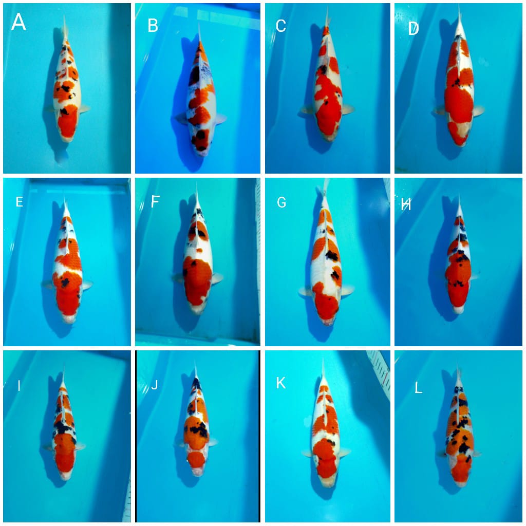 Lelang Koi Online, Jual Beli Ikan Koi, Pasar Koi Terbaik, Agen Lelang Koi, Penawaran Koi Berkualitas, Harga Jual Koi, Lelang Ikan Koi Import, Beli Koi Online, Jual Koi Murah, Koi Showroom, Penjual Koi Terpercaya, Lelang Koi Jakarta, Jual Koi Lokal, Koi Kualitas Unggul, Harga Terbaik Koi, Jual Koi Indukan, Lelang Ikan Hias Koi, Pasar Koi Indonesia, Beli Koi Berkualitas Tinggi, Koi Farm Terbesar, Jual Beli Koi Impor, Lelang Ikan Koi Kualitas Premium, Daftar Harga Koi Terbaru, Pusat Jual Beli Koi, Info Lelang Koi Hari Ini.