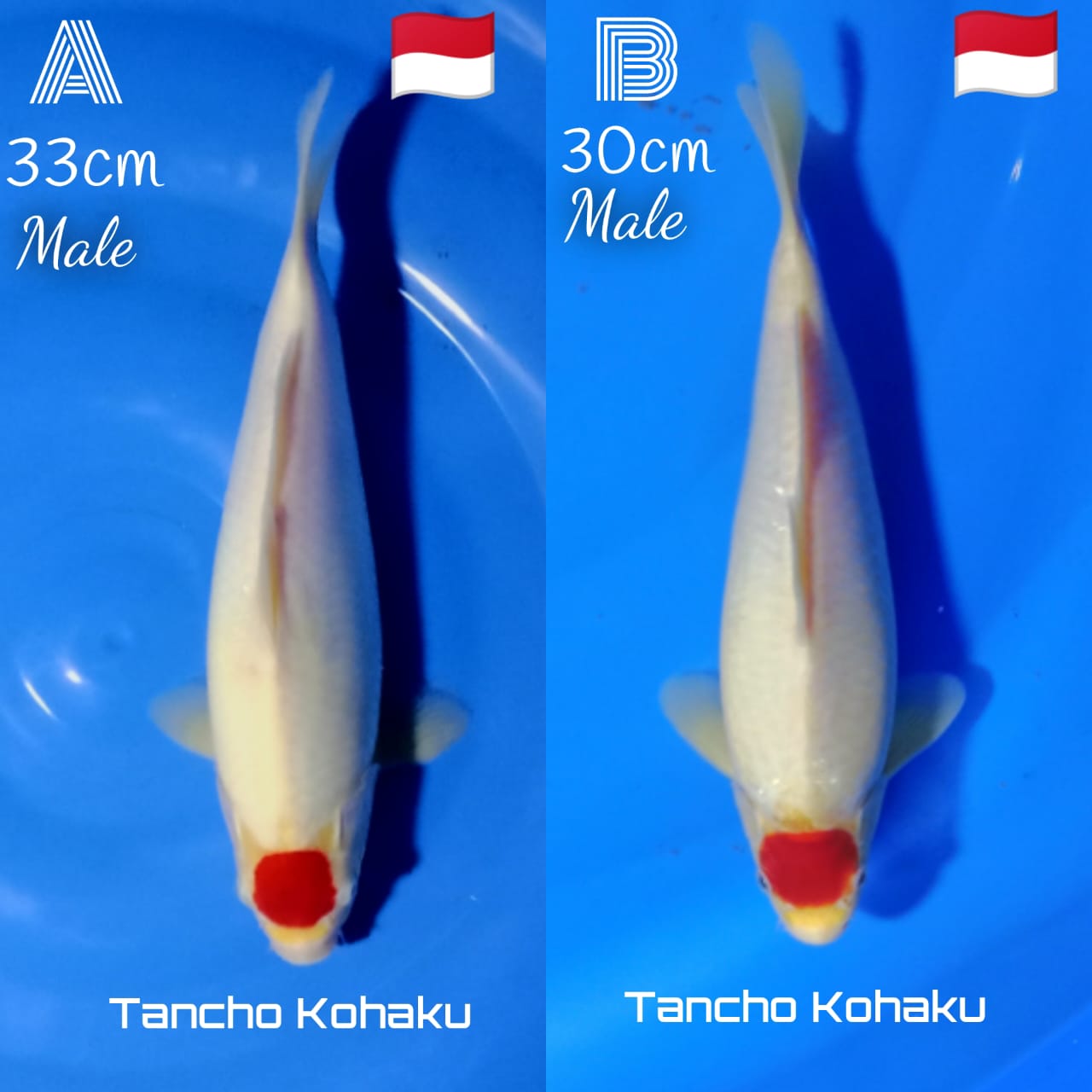 Lelang Koi Online, Jual Beli Ikan Koi, Pasar Koi Terbaik, Agen Lelang Koi, Penawaran Koi Berkualitas, Harga Jual Koi, Lelang Ikan Koi Import, Beli Koi Online, Jual Koi Murah, Koi Showroom, Penjual Koi Terpercaya, Lelang Koi Jakarta, Jual Koi Lokal, Koi Kualitas Unggul, Harga Terbaik Koi, Jual Koi Indukan, Lelang Ikan Hias Koi, Pasar Koi Indonesia, Beli Koi Berkualitas Tinggi, Koi Farm Terbesar, Jual Beli Koi Impor, Lelang Ikan Koi Kualitas Premium, Daftar Harga Koi Terbaru, Pusat Jual Beli Koi, Info Lelang Koi Hari Ini.