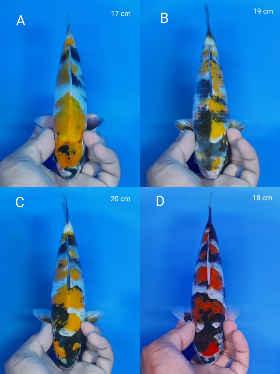 Lelang Koi Online, Jual Beli Ikan Koi, Pasar Koi Terbaik, Agen Lelang Koi, Penawaran Koi Berkualitas, Harga Jual Koi, Lelang Ikan Koi Import, Beli Koi Online, Jual Koi Murah, Koi Showroom, Penjual Koi Terpercaya, Lelang Koi Jakarta, Jual Koi Lokal, Koi Kualitas Unggul, Harga Terbaik Koi, Jual Koi Indukan, Lelang Ikan Hias Koi, Pasar Koi Indonesia, Beli Koi Berkualitas Tinggi, Koi Farm Terbesar, Jual Beli Koi Impor, Lelang Ikan Koi Kualitas Premium, Daftar Harga Koi Terbaru, Pusat Jual Beli Koi, Info Lelang Koi Hari Ini.