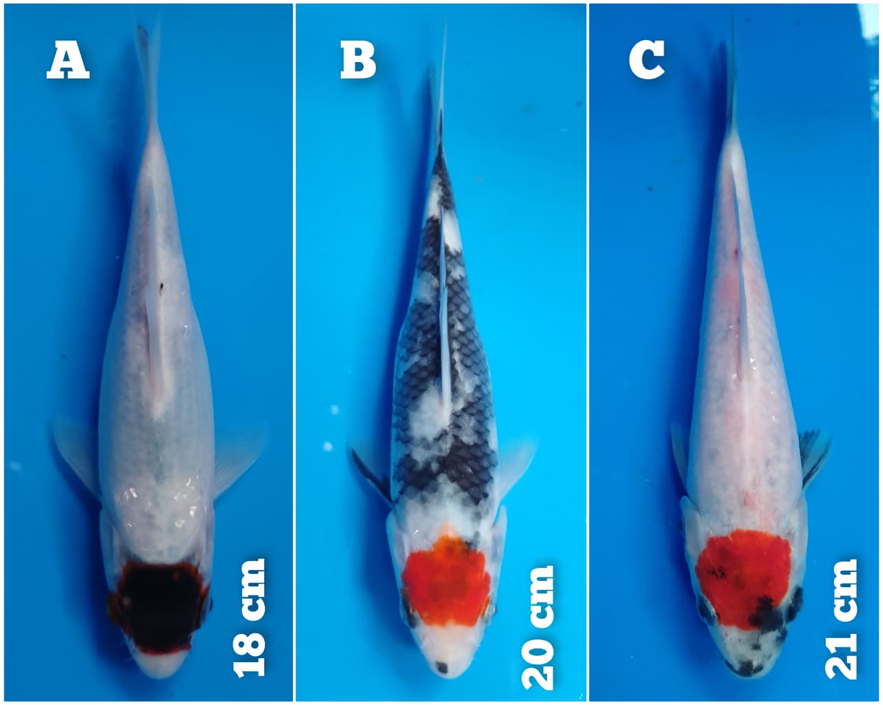 Lelang Koi Online, Jual Beli Ikan Koi, Pasar Koi Terbaik, Agen Lelang Koi, Penawaran Koi Berkualitas, Harga Jual Koi, Lelang Ikan Koi Import, Beli Koi Online, Jual Koi Murah, Koi Showroom, Penjual Koi Terpercaya, Lelang Koi Jakarta, Jual Koi Lokal, Koi Kualitas Unggul, Harga Terbaik Koi, Jual Koi Indukan, Lelang Ikan Hias Koi, Pasar Koi Indonesia, Beli Koi Berkualitas Tinggi, Koi Farm Terbesar, Jual Beli Koi Impor, Lelang Ikan Koi Kualitas Premium, Daftar Harga Koi Terbaru, Pusat Jual Beli Koi, Info Lelang Koi Hari Ini.