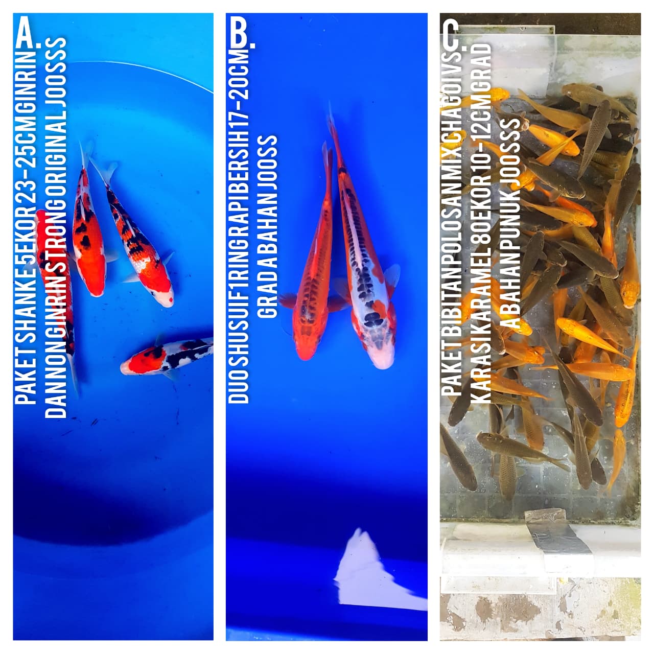 Lelang Koi Online, Jual Beli Ikan Koi, Pasar Koi Terbaik, Agen Lelang Koi, Penawaran Koi Berkualitas, Harga Jual Koi, Lelang Ikan Koi Import, Beli Koi Online, Jual Koi Murah, Koi Showroom, Penjual Koi Terpercaya, Lelang Koi Jakarta, Jual Koi Lokal, Koi Kualitas Unggul, Harga Terbaik Koi, Jual Koi Indukan, Lelang Ikan Hias Koi, Pasar Koi Indonesia, Beli Koi Berkualitas Tinggi, Koi Farm Terbesar, Jual Beli Koi Impor, Lelang Ikan Koi Kualitas Premium, Daftar Harga Koi Terbaru, Pusat Jual Beli Koi, Info Lelang Koi Hari Ini.