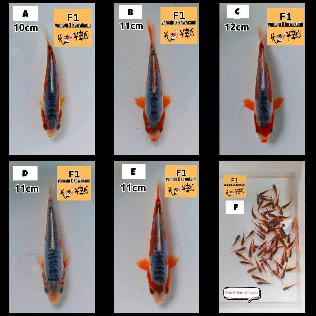 Lelang Koi Online, Jual Beli Ikan Koi, Pasar Koi Terbaik, Agen Lelang Koi, Penawaran Koi Berkualitas, Harga Jual Koi, Lelang Ikan Koi Import, Beli Koi Online, Jual Koi Murah, Koi Showroom, Penjual Koi Terpercaya, Lelang Koi Jakarta, Jual Koi Lokal, Koi Kualitas Unggul, Harga Terbaik Koi, Jual Koi Indukan, Lelang Ikan Hias Koi, Pasar Koi Indonesia, Beli Koi Berkualitas Tinggi, Koi Farm Terbesar, Jual Beli Koi Impor, Lelang Ikan Koi Kualitas Premium, Daftar Harga Koi Terbaru, Pusat Jual Beli Koi, Info Lelang Koi Hari Ini.