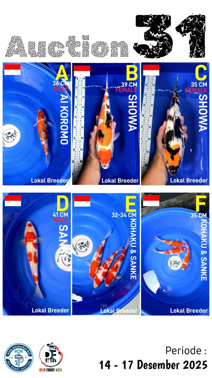 Lelang Koi Online, Jual Beli Ikan Koi, Pasar Koi Terbaik, Agen Lelang Koi, Penawaran Koi Berkualitas, Harga Jual Koi, Lelang Ikan Koi Import, Beli Koi Online, Jual Koi Murah, Koi Showroom, Penjual Koi Terpercaya, Lelang Koi Jakarta, Jual Koi Lokal, Koi Kualitas Unggul, Harga Terbaik Koi, Jual Koi Indukan, Lelang Ikan Hias Koi, Pasar Koi Indonesia, Beli Koi Berkualitas Tinggi, Koi Farm Terbesar, Jual Beli Koi Impor, Lelang Ikan Koi Kualitas Premium, Daftar Harga Koi Terbaru, Pusat Jual Beli Koi, Info Lelang Koi Hari Ini.
