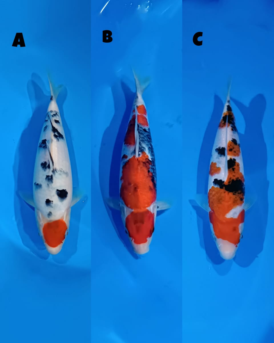 Lelang Koi Online, Jual Beli Ikan Koi, Pasar Koi Terbaik, Agen Lelang Koi, Penawaran Koi Berkualitas, Harga Jual Koi, Lelang Ikan Koi Import, Beli Koi Online, Jual Koi Murah, Koi Showroom, Penjual Koi Terpercaya, Lelang Koi Jakarta, Jual Koi Lokal, Koi Kualitas Unggul, Harga Terbaik Koi, Jual Koi Indukan, Lelang Ikan Hias Koi, Pasar Koi Indonesia, Beli Koi Berkualitas Tinggi, Koi Farm Terbesar, Jual Beli Koi Impor, Lelang Ikan Koi Kualitas Premium, Daftar Harga Koi Terbaru, Pusat Jual Beli Koi, Info Lelang Koi Hari Ini.