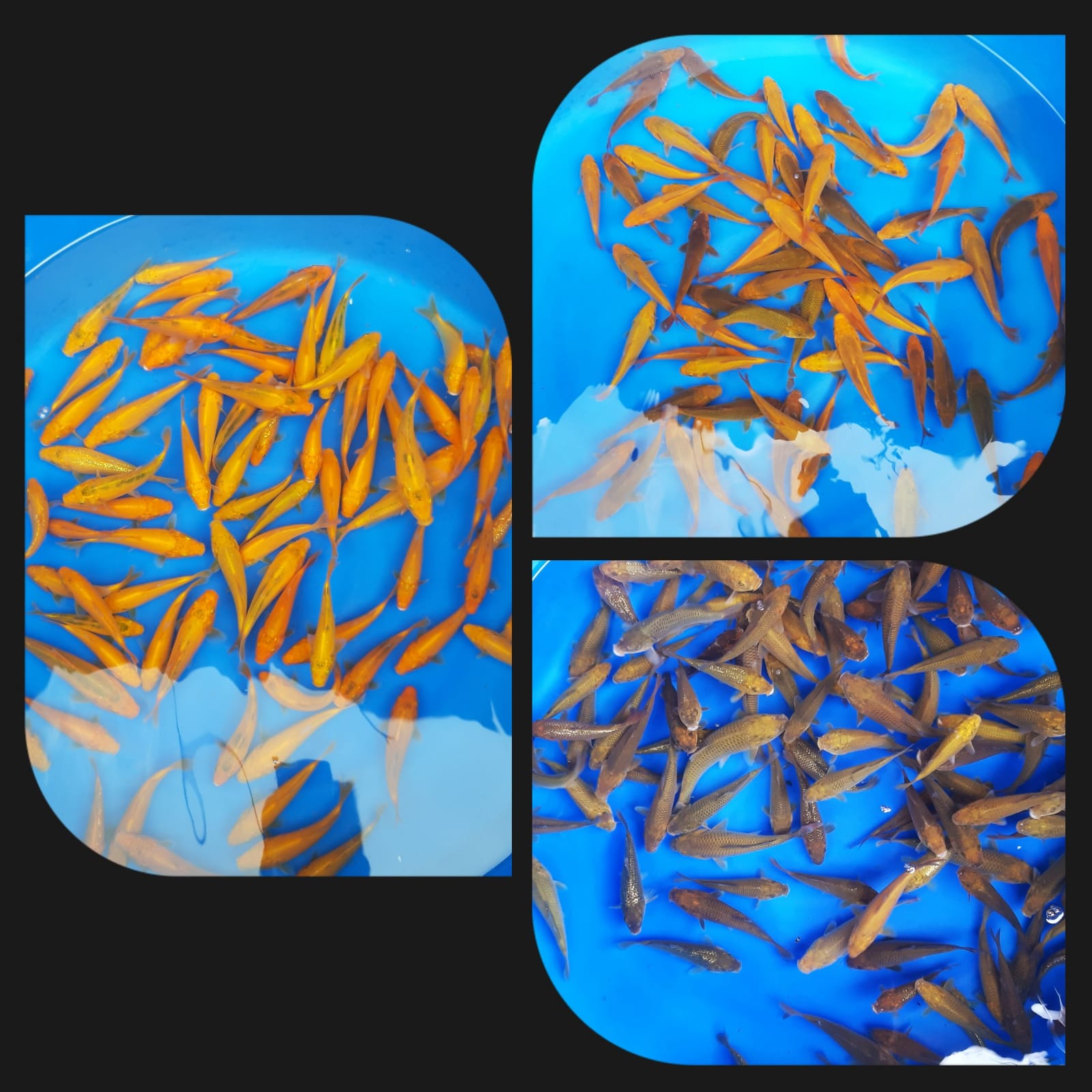 Lelang Koi Online, Jual Beli Ikan Koi, Pasar Koi Terbaik, Agen Lelang Koi, Penawaran Koi Berkualitas, Harga Jual Koi, Lelang Ikan Koi Import, Beli Koi Online, Jual Koi Murah, Koi Showroom, Penjual Koi Terpercaya, Lelang Koi Jakarta, Jual Koi Lokal, Koi Kualitas Unggul, Harga Terbaik Koi, Jual Koi Indukan, Lelang Ikan Hias Koi, Pasar Koi Indonesia, Beli Koi Berkualitas Tinggi, Koi Farm Terbesar, Jual Beli Koi Impor, Lelang Ikan Koi Kualitas Premium, Daftar Harga Koi Terbaru, Pusat Jual Beli Koi, Info Lelang Koi Hari Ini.