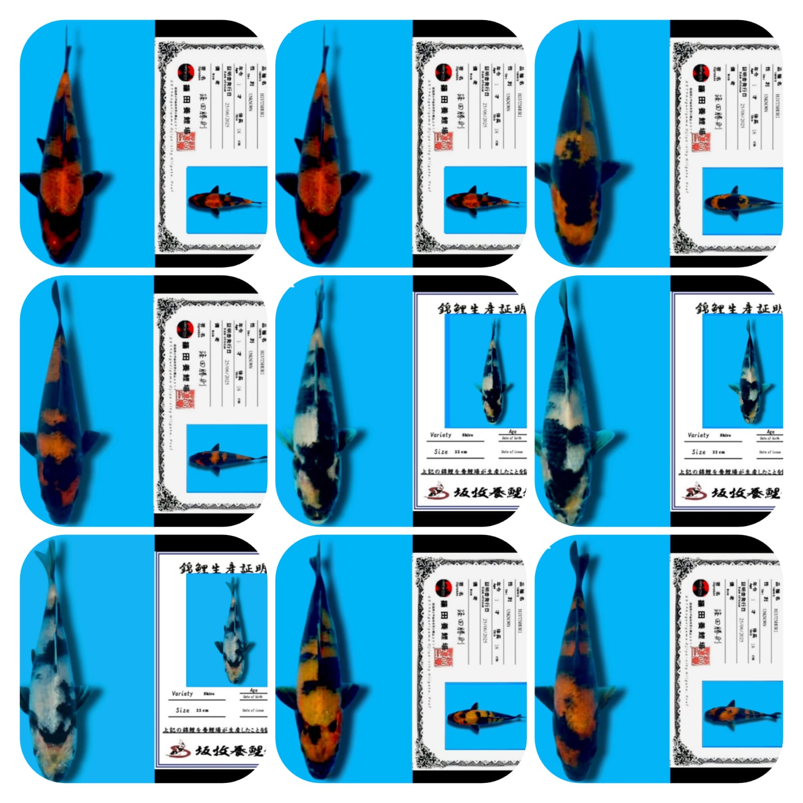 Lelang Koi Online, Jual Beli Ikan Koi, Pasar Koi Terbaik, Agen Lelang Koi, Penawaran Koi Berkualitas, Harga Jual Koi, Lelang Ikan Koi Import, Beli Koi Online, Jual Koi Murah, Koi Showroom, Penjual Koi Terpercaya, Lelang Koi Jakarta, Jual Koi Lokal, Koi Kualitas Unggul, Harga Terbaik Koi, Jual Koi Indukan, Lelang Ikan Hias Koi, Pasar Koi Indonesia, Beli Koi Berkualitas Tinggi, Koi Farm Terbesar, Jual Beli Koi Impor, Lelang Ikan Koi Kualitas Premium, Daftar Harga Koi Terbaru, Pusat Jual Beli Koi, Info Lelang Koi Hari Ini.