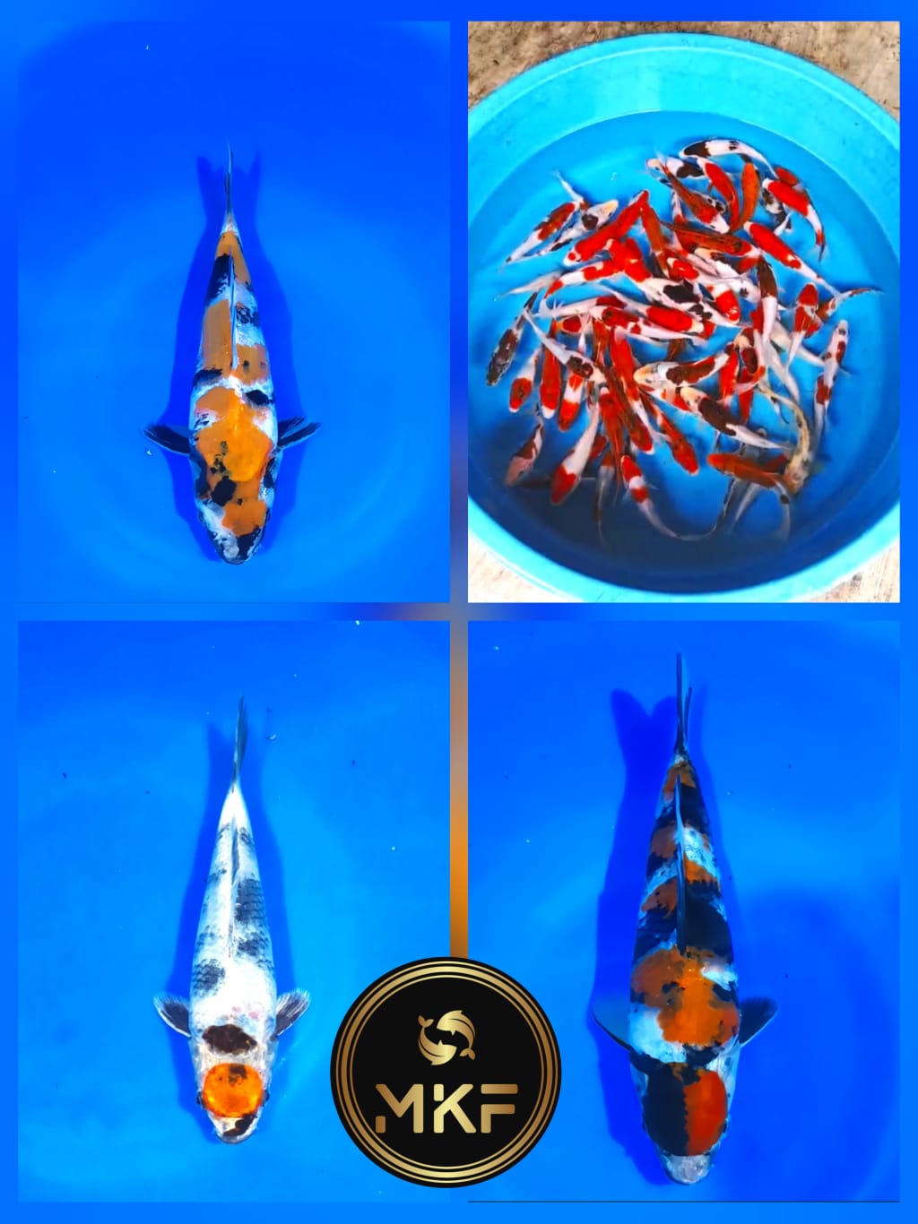 Lelang Koi Online, Jual Beli Ikan Koi, Pasar Koi Terbaik, Agen Lelang Koi, Penawaran Koi Berkualitas, Harga Jual Koi, Lelang Ikan Koi Import, Beli Koi Online, Jual Koi Murah, Koi Showroom, Penjual Koi Terpercaya, Lelang Koi Jakarta, Jual Koi Lokal, Koi Kualitas Unggul, Harga Terbaik Koi, Jual Koi Indukan, Lelang Ikan Hias Koi, Pasar Koi Indonesia, Beli Koi Berkualitas Tinggi, Koi Farm Terbesar, Jual Beli Koi Impor, Lelang Ikan Koi Kualitas Premium, Daftar Harga Koi Terbaru, Pusat Jual Beli Koi, Info Lelang Koi Hari Ini.