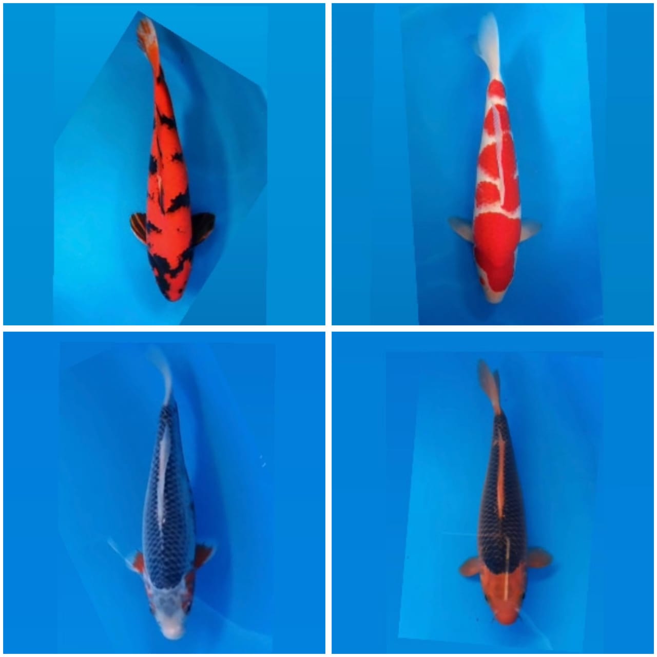 Lelang Koi Online, Jual Beli Ikan Koi, Pasar Koi Terbaik, Agen Lelang Koi, Penawaran Koi Berkualitas, Harga Jual Koi, Lelang Ikan Koi Import, Beli Koi Online, Jual Koi Murah, Koi Showroom, Penjual Koi Terpercaya, Lelang Koi Jakarta, Jual Koi Lokal, Koi Kualitas Unggul, Harga Terbaik Koi, Jual Koi Indukan, Lelang Ikan Hias Koi, Pasar Koi Indonesia, Beli Koi Berkualitas Tinggi, Koi Farm Terbesar, Jual Beli Koi Impor, Lelang Ikan Koi Kualitas Premium, Daftar Harga Koi Terbaru, Pusat Jual Beli Koi, Info Lelang Koi Hari Ini.
