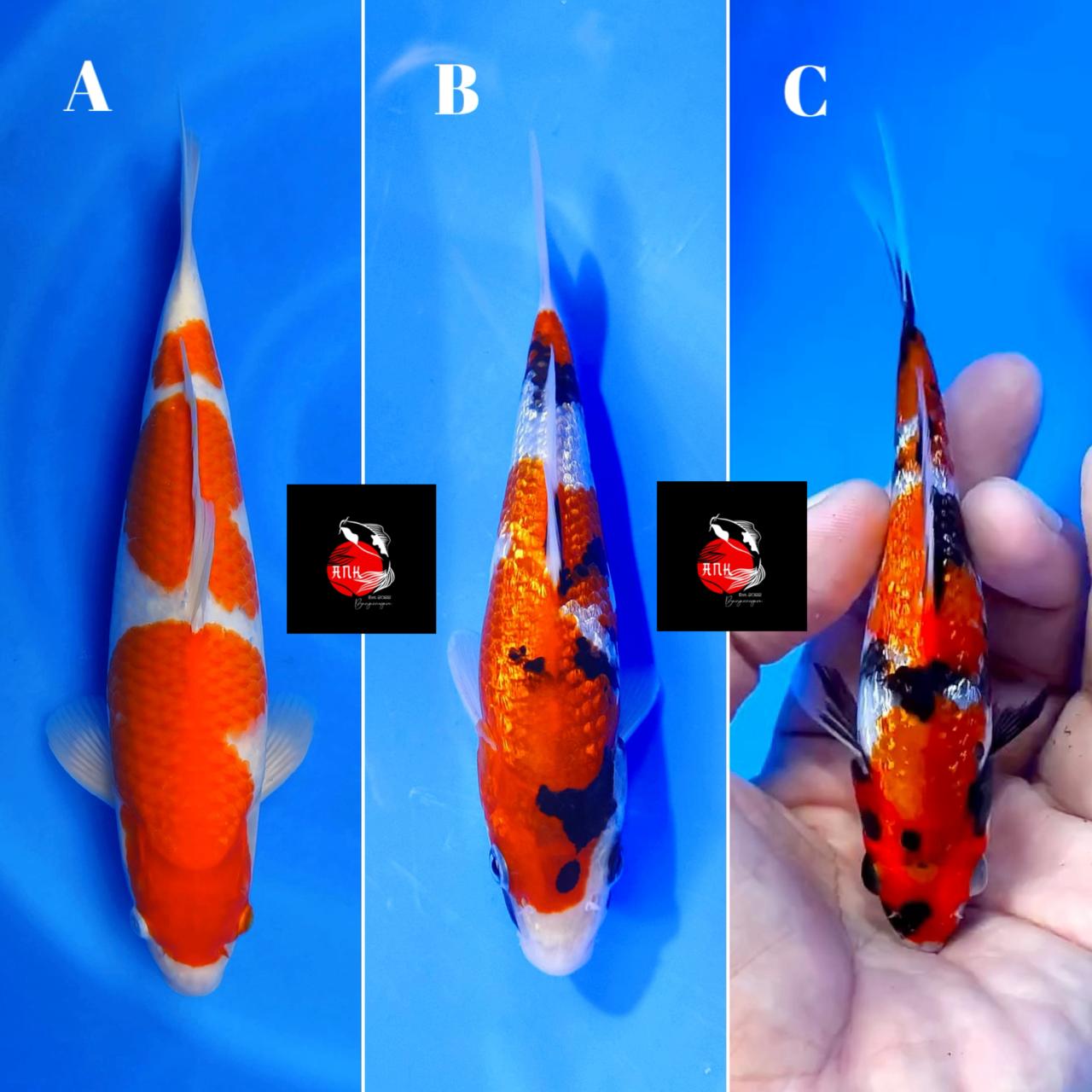 Lelang Koi Online, Jual Beli Ikan Koi, Pasar Koi Terbaik, Agen Lelang Koi, Penawaran Koi Berkualitas, Harga Jual Koi, Lelang Ikan Koi Import, Beli Koi Online, Jual Koi Murah, Koi Showroom, Penjual Koi Terpercaya, Lelang Koi Jakarta, Jual Koi Lokal, Koi Kualitas Unggul, Harga Terbaik Koi, Jual Koi Indukan, Lelang Ikan Hias Koi, Pasar Koi Indonesia, Beli Koi Berkualitas Tinggi, Koi Farm Terbesar, Jual Beli Koi Impor, Lelang Ikan Koi Kualitas Premium, Daftar Harga Koi Terbaru, Pusat Jual Beli Koi, Info Lelang Koi Hari Ini.