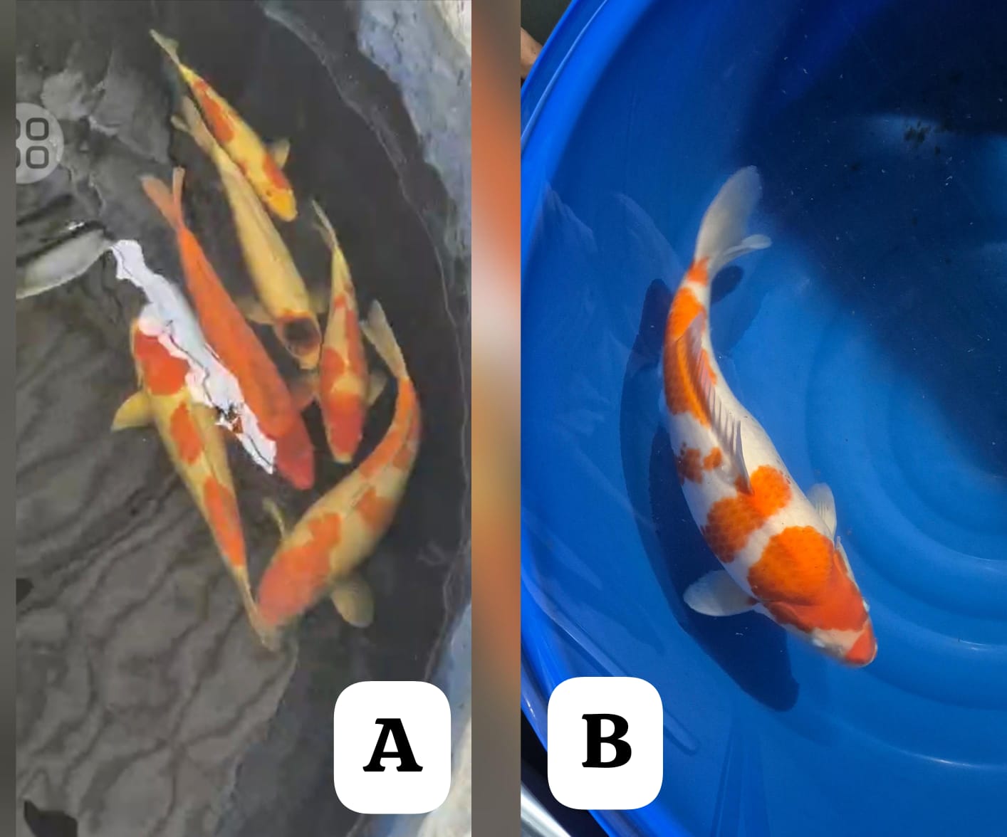 Lelang Koi Online, Jual Beli Ikan Koi, Pasar Koi Terbaik, Agen Lelang Koi, Penawaran Koi Berkualitas, Harga Jual Koi, Lelang Ikan Koi Import, Beli Koi Online, Jual Koi Murah, Koi Showroom, Penjual Koi Terpercaya, Lelang Koi Jakarta, Jual Koi Lokal, Koi Kualitas Unggul, Harga Terbaik Koi, Jual Koi Indukan, Lelang Ikan Hias Koi, Pasar Koi Indonesia, Beli Koi Berkualitas Tinggi, Koi Farm Terbesar, Jual Beli Koi Impor, Lelang Ikan Koi Kualitas Premium, Daftar Harga Koi Terbaru, Pusat Jual Beli Koi, Info Lelang Koi Hari Ini.