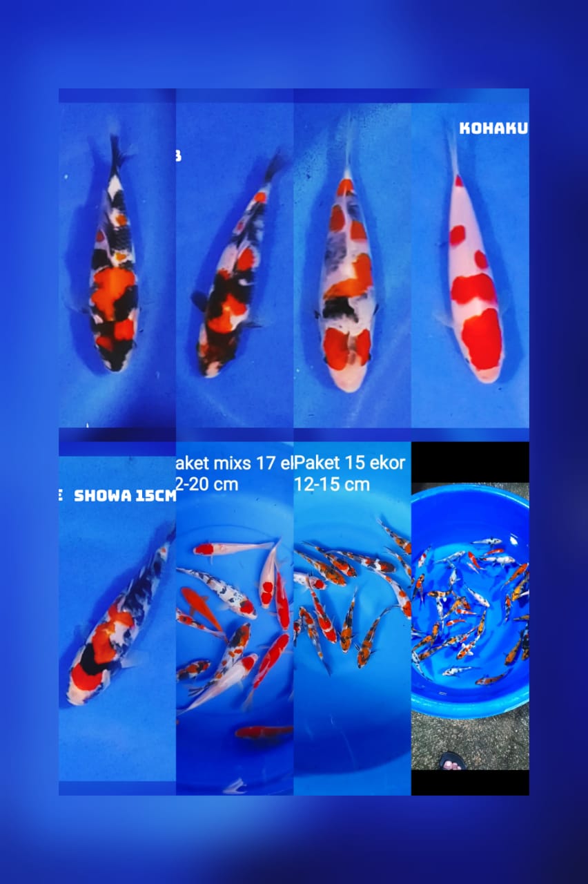 Lelang Koi Online, Jual Beli Ikan Koi, Pasar Koi Terbaik, Agen Lelang Koi, Penawaran Koi Berkualitas, Harga Jual Koi, Lelang Ikan Koi Import, Beli Koi Online, Jual Koi Murah, Koi Showroom, Penjual Koi Terpercaya, Lelang Koi Jakarta, Jual Koi Lokal, Koi Kualitas Unggul, Harga Terbaik Koi, Jual Koi Indukan, Lelang Ikan Hias Koi, Pasar Koi Indonesia, Beli Koi Berkualitas Tinggi, Koi Farm Terbesar, Jual Beli Koi Impor, Lelang Ikan Koi Kualitas Premium, Daftar Harga Koi Terbaru, Pusat Jual Beli Koi, Info Lelang Koi Hari Ini.