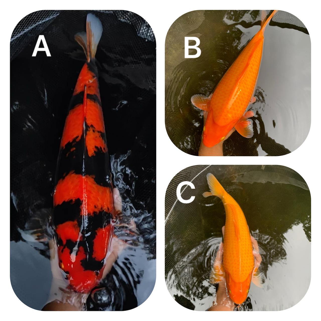 Lelang Koi Online, Jual Beli Ikan Koi, Pasar Koi Terbaik, Agen Lelang Koi, Penawaran Koi Berkualitas, Harga Jual Koi, Lelang Ikan Koi Import, Beli Koi Online, Jual Koi Murah, Koi Showroom, Penjual Koi Terpercaya, Lelang Koi Jakarta, Jual Koi Lokal, Koi Kualitas Unggul, Harga Terbaik Koi, Jual Koi Indukan, Lelang Ikan Hias Koi, Pasar Koi Indonesia, Beli Koi Berkualitas Tinggi, Koi Farm Terbesar, Jual Beli Koi Impor, Lelang Ikan Koi Kualitas Premium, Daftar Harga Koi Terbaru, Pusat Jual Beli Koi, Info Lelang Koi Hari Ini.