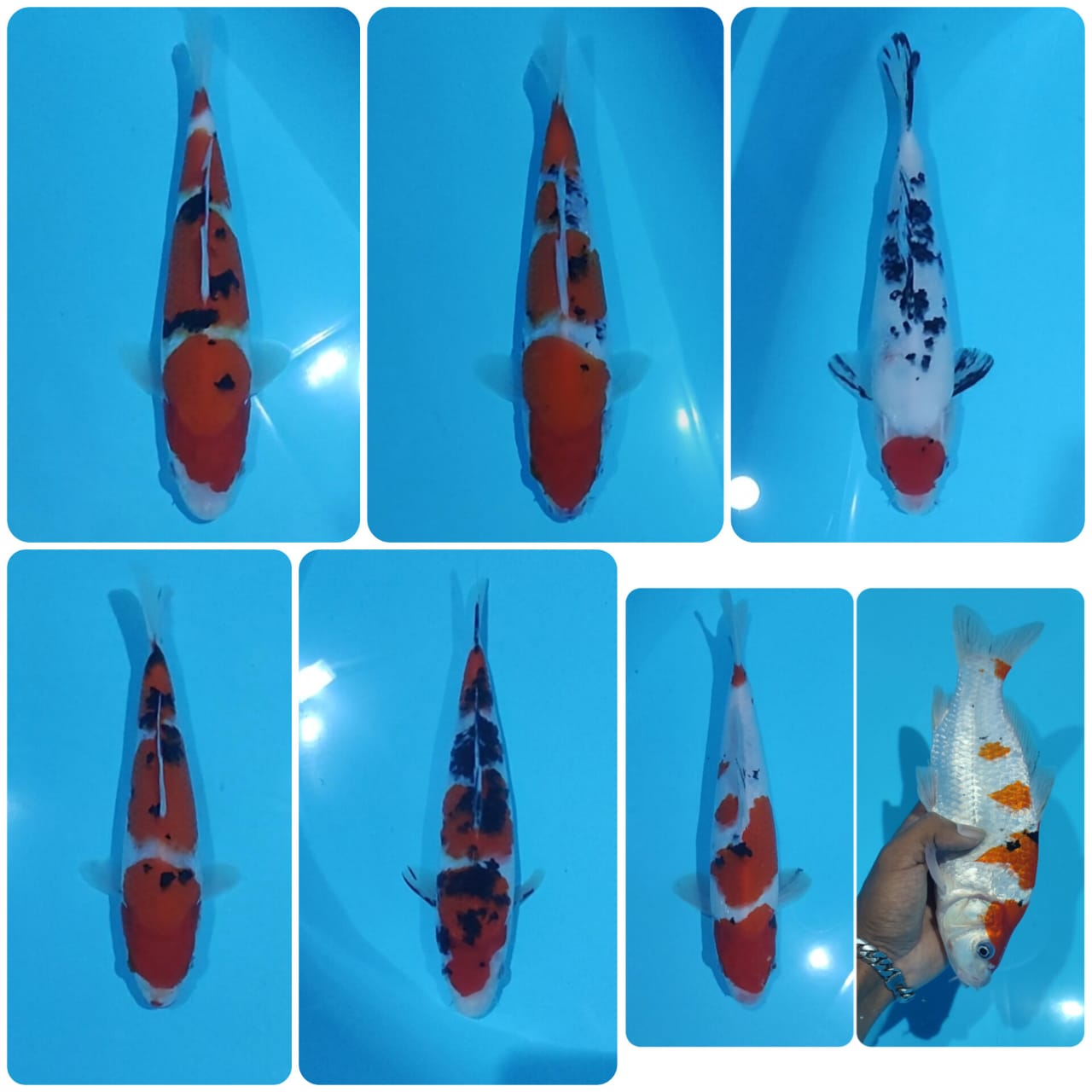 Lelang Koi Online, Jual Beli Ikan Koi, Pasar Koi Terbaik, Agen Lelang Koi, Penawaran Koi Berkualitas, Harga Jual Koi, Lelang Ikan Koi Import, Beli Koi Online, Jual Koi Murah, Koi Showroom, Penjual Koi Terpercaya, Lelang Koi Jakarta, Jual Koi Lokal, Koi Kualitas Unggul, Harga Terbaik Koi, Jual Koi Indukan, Lelang Ikan Hias Koi, Pasar Koi Indonesia, Beli Koi Berkualitas Tinggi, Koi Farm Terbesar, Jual Beli Koi Impor, Lelang Ikan Koi Kualitas Premium, Daftar Harga Koi Terbaru, Pusat Jual Beli Koi, Info Lelang Koi Hari Ini.