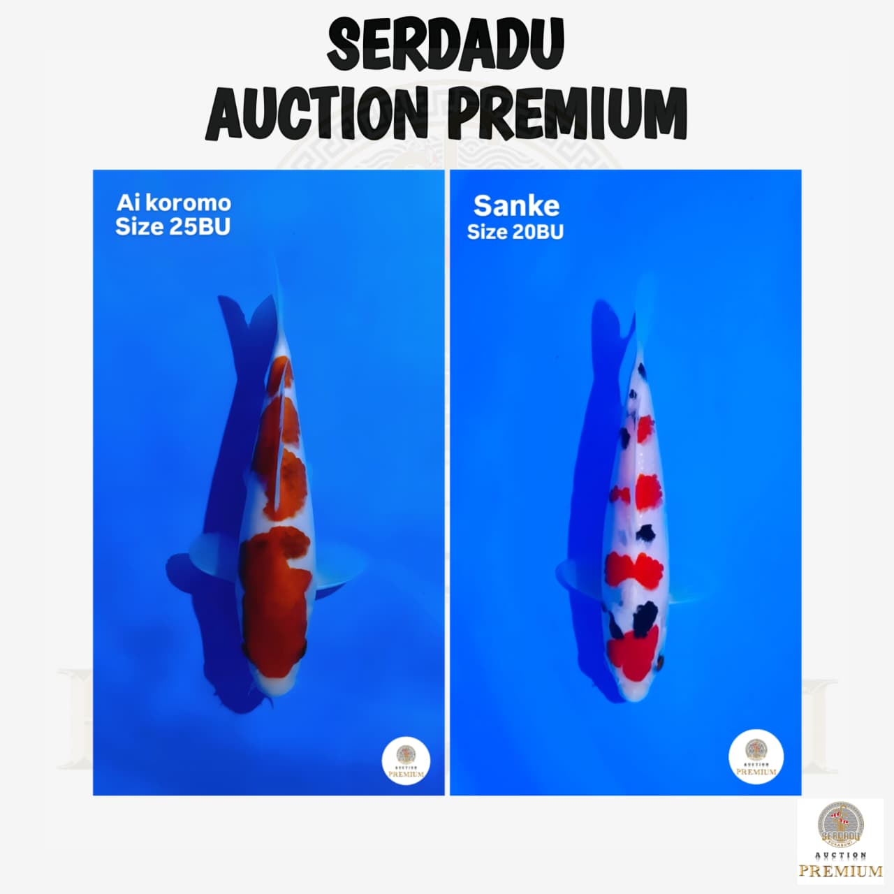 Lelang Koi Online, Jual Beli Ikan Koi, Pasar Koi Terbaik, Agen Lelang Koi, Penawaran Koi Berkualitas, Harga Jual Koi, Lelang Ikan Koi Import, Beli Koi Online, Jual Koi Murah, Koi Showroom, Penjual Koi Terpercaya, Lelang Koi Jakarta, Jual Koi Lokal, Koi Kualitas Unggul, Harga Terbaik Koi, Jual Koi Indukan, Lelang Ikan Hias Koi, Pasar Koi Indonesia, Beli Koi Berkualitas Tinggi, Koi Farm Terbesar, Jual Beli Koi Impor, Lelang Ikan Koi Kualitas Premium, Daftar Harga Koi Terbaru, Pusat Jual Beli Koi, Info Lelang Koi Hari Ini.