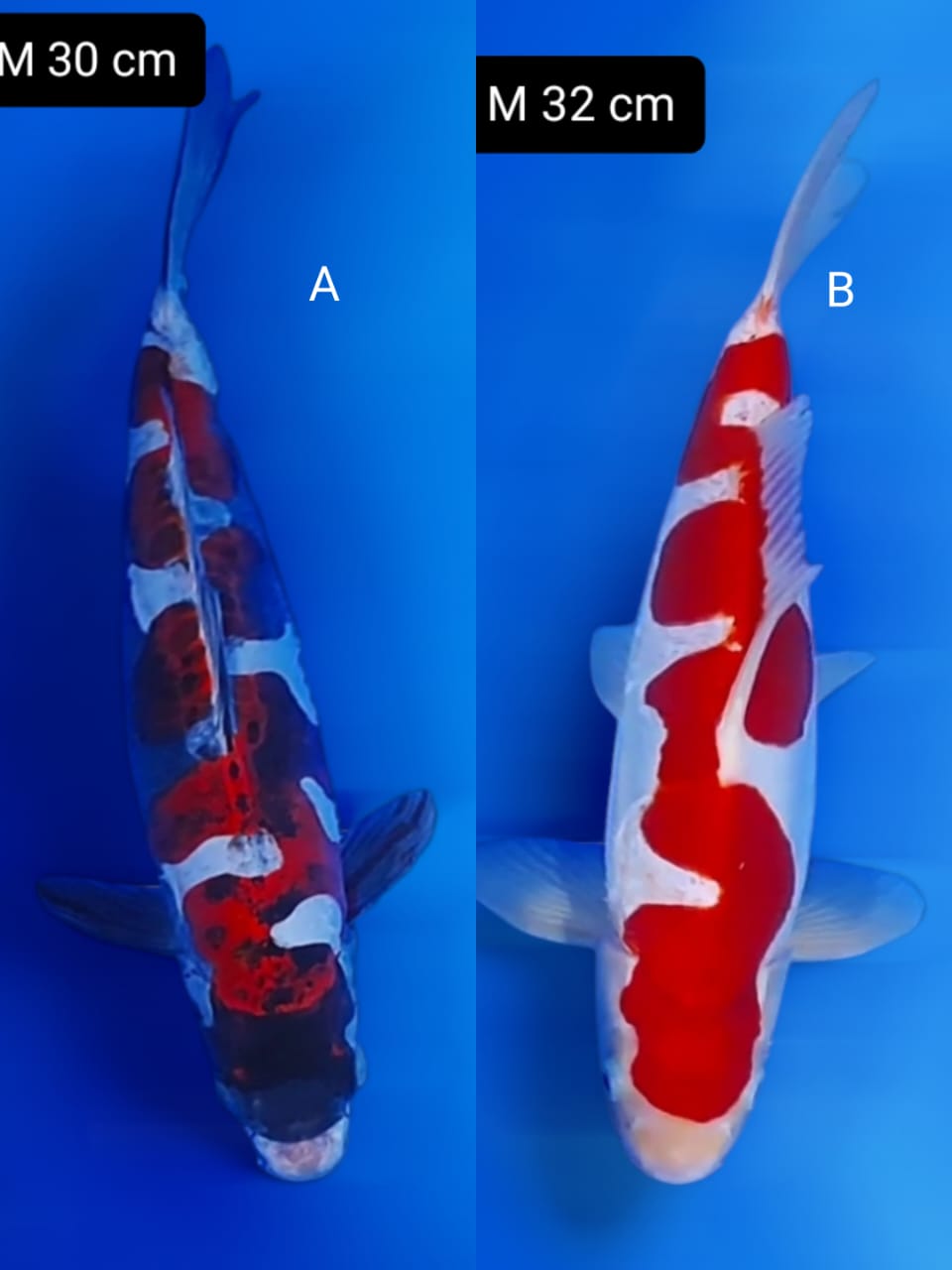 Lelang Koi Online, Jual Beli Ikan Koi, Pasar Koi Terbaik, Agen Lelang Koi, Penawaran Koi Berkualitas, Harga Jual Koi, Lelang Ikan Koi Import, Beli Koi Online, Jual Koi Murah, Koi Showroom, Penjual Koi Terpercaya, Lelang Koi Jakarta, Jual Koi Lokal, Koi Kualitas Unggul, Harga Terbaik Koi, Jual Koi Indukan, Lelang Ikan Hias Koi, Pasar Koi Indonesia, Beli Koi Berkualitas Tinggi, Koi Farm Terbesar, Jual Beli Koi Impor, Lelang Ikan Koi Kualitas Premium, Daftar Harga Koi Terbaru, Pusat Jual Beli Koi, Info Lelang Koi Hari Ini.