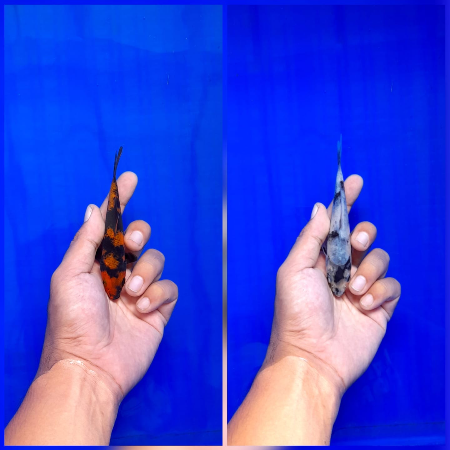 Lelang Koi Online, Jual Beli Ikan Koi, Pasar Koi Terbaik, Agen Lelang Koi, Penawaran Koi Berkualitas, Harga Jual Koi, Lelang Ikan Koi Import, Beli Koi Online, Jual Koi Murah, Koi Showroom, Penjual Koi Terpercaya, Lelang Koi Jakarta, Jual Koi Lokal, Koi Kualitas Unggul, Harga Terbaik Koi, Jual Koi Indukan, Lelang Ikan Hias Koi, Pasar Koi Indonesia, Beli Koi Berkualitas Tinggi, Koi Farm Terbesar, Jual Beli Koi Impor, Lelang Ikan Koi Kualitas Premium, Daftar Harga Koi Terbaru, Pusat Jual Beli Koi, Info Lelang Koi Hari Ini.