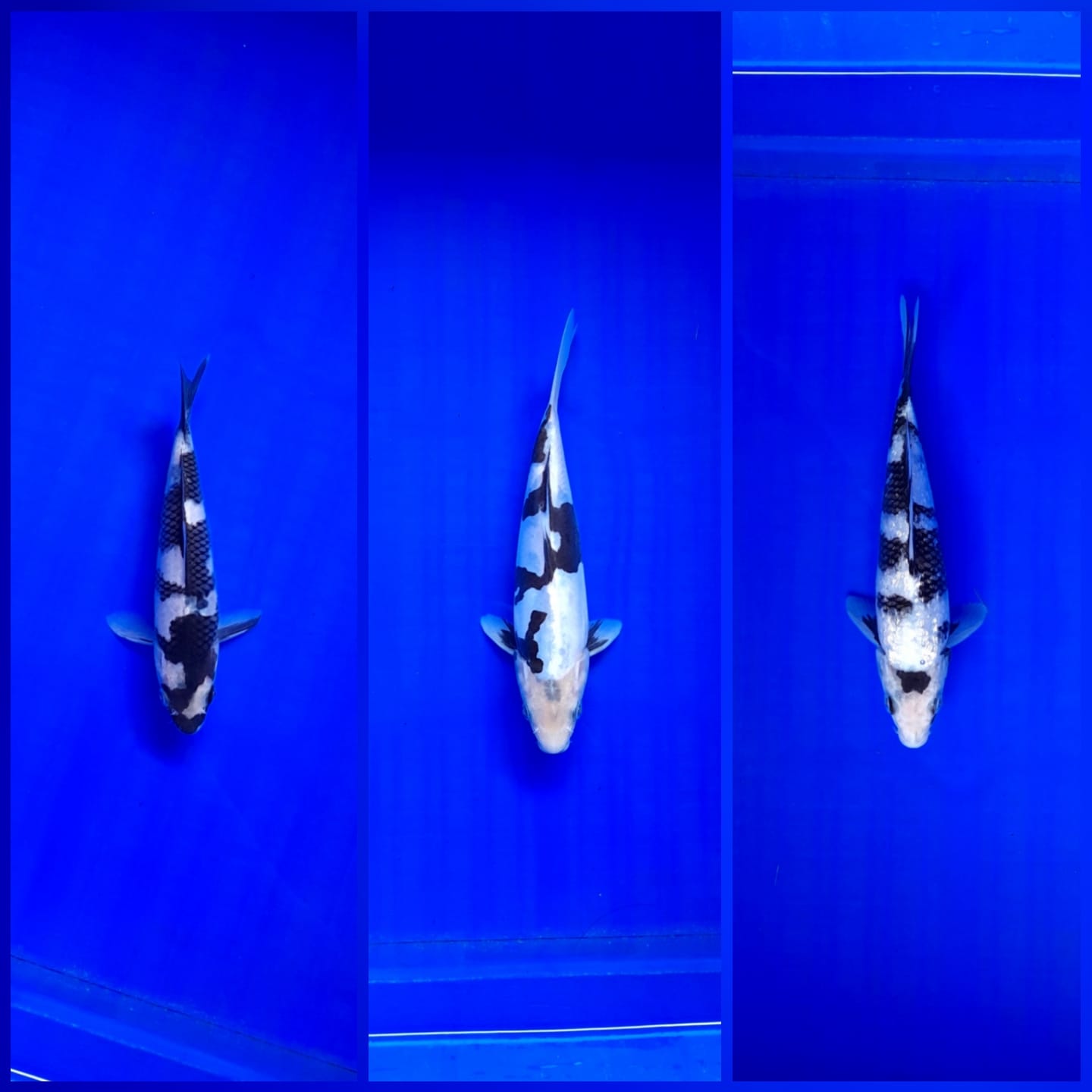 Lelang Koi Online, Jual Beli Ikan Koi, Pasar Koi Terbaik, Agen Lelang Koi, Penawaran Koi Berkualitas, Harga Jual Koi, Lelang Ikan Koi Import, Beli Koi Online, Jual Koi Murah, Koi Showroom, Penjual Koi Terpercaya, Lelang Koi Jakarta, Jual Koi Lokal, Koi Kualitas Unggul, Harga Terbaik Koi, Jual Koi Indukan, Lelang Ikan Hias Koi, Pasar Koi Indonesia, Beli Koi Berkualitas Tinggi, Koi Farm Terbesar, Jual Beli Koi Impor, Lelang Ikan Koi Kualitas Premium, Daftar Harga Koi Terbaru, Pusat Jual Beli Koi, Info Lelang Koi Hari Ini.