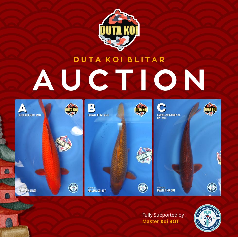 Lelang Koi Online, Jual Beli Ikan Koi, Pasar Koi Terbaik, Agen Lelang Koi, Penawaran Koi Berkualitas, Harga Jual Koi, Lelang Ikan Koi Import, Beli Koi Online, Jual Koi Murah, Koi Showroom, Penjual Koi Terpercaya, Lelang Koi Jakarta, Jual Koi Lokal, Koi Kualitas Unggul, Harga Terbaik Koi, Jual Koi Indukan, Lelang Ikan Hias Koi, Pasar Koi Indonesia, Beli Koi Berkualitas Tinggi, Koi Farm Terbesar, Jual Beli Koi Impor, Lelang Ikan Koi Kualitas Premium, Daftar Harga Koi Terbaru, Pusat Jual Beli Koi, Info Lelang Koi Hari Ini.