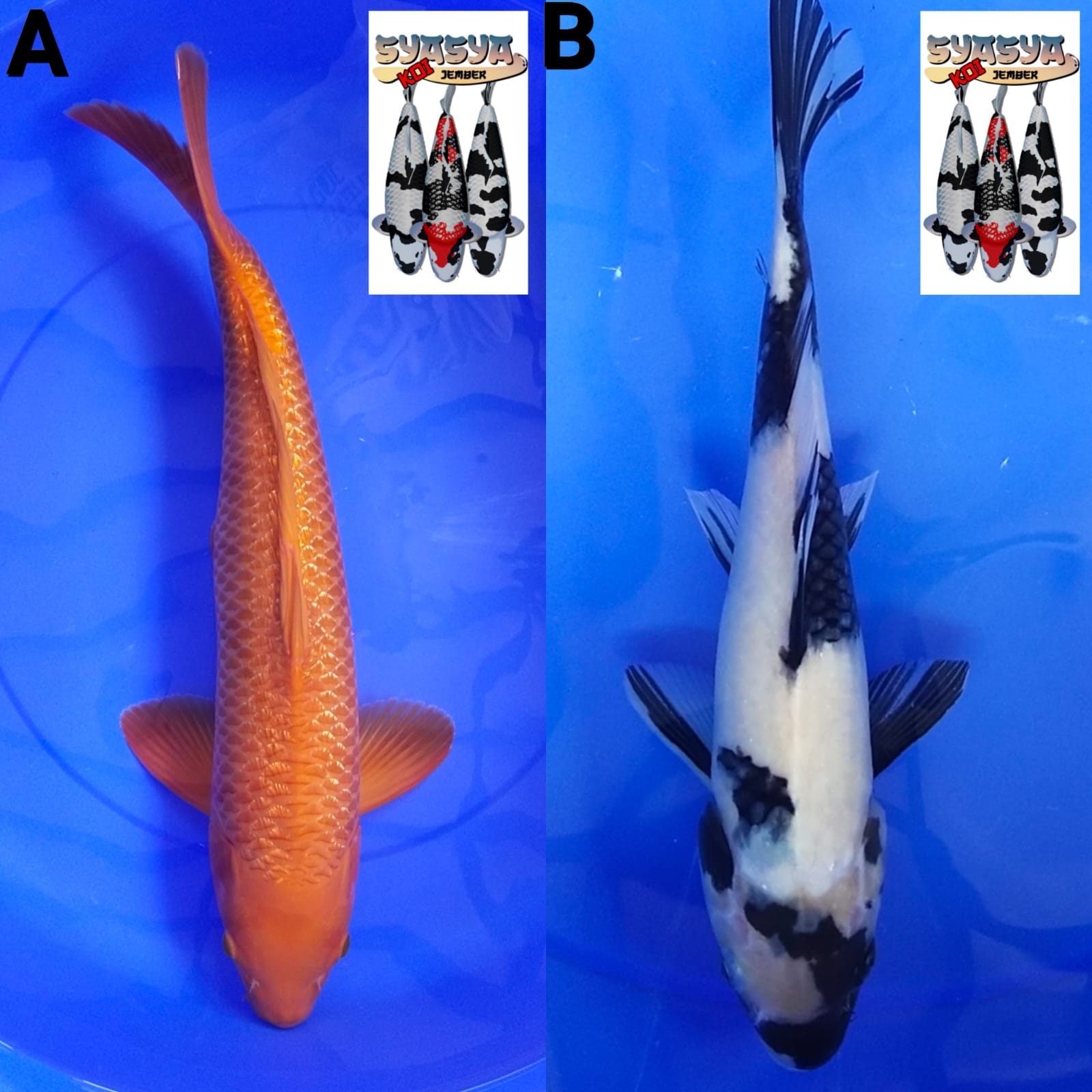 Lelang Koi Online, Jual Beli Ikan Koi, Pasar Koi Terbaik, Agen Lelang Koi, Penawaran Koi Berkualitas, Harga Jual Koi, Lelang Ikan Koi Import, Beli Koi Online, Jual Koi Murah, Koi Showroom, Penjual Koi Terpercaya, Lelang Koi Jakarta, Jual Koi Lokal, Koi Kualitas Unggul, Harga Terbaik Koi, Jual Koi Indukan, Lelang Ikan Hias Koi, Pasar Koi Indonesia, Beli Koi Berkualitas Tinggi, Koi Farm Terbesar, Jual Beli Koi Impor, Lelang Ikan Koi Kualitas Premium, Daftar Harga Koi Terbaru, Pusat Jual Beli Koi, Info Lelang Koi Hari Ini.