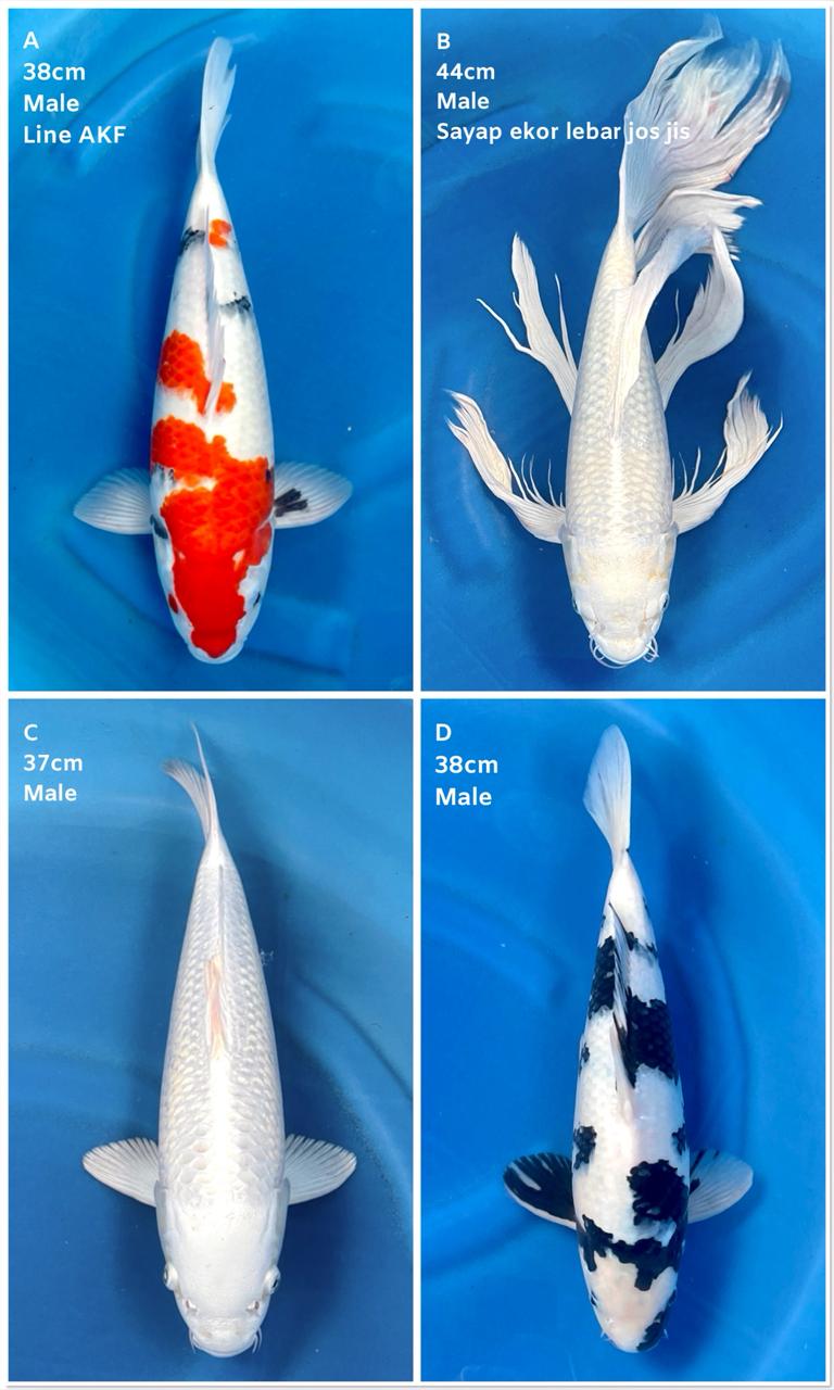 Lelang Koi Online, Jual Beli Ikan Koi, Pasar Koi Terbaik, Agen Lelang Koi, Penawaran Koi Berkualitas, Harga Jual Koi, Lelang Ikan Koi Import, Beli Koi Online, Jual Koi Murah, Koi Showroom, Penjual Koi Terpercaya, Lelang Koi Jakarta, Jual Koi Lokal, Koi Kualitas Unggul, Harga Terbaik Koi, Jual Koi Indukan, Lelang Ikan Hias Koi, Pasar Koi Indonesia, Beli Koi Berkualitas Tinggi, Koi Farm Terbesar, Jual Beli Koi Impor, Lelang Ikan Koi Kualitas Premium, Daftar Harga Koi Terbaru, Pusat Jual Beli Koi, Info Lelang Koi Hari Ini.