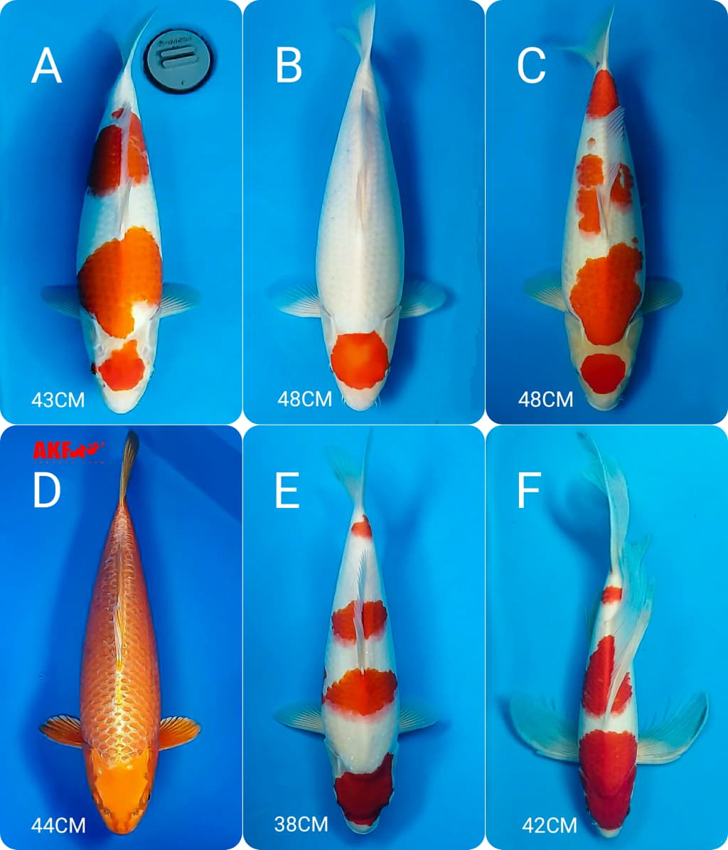 Lelang Koi Online, Jual Beli Ikan Koi, Pasar Koi Terbaik, Agen Lelang Koi, Penawaran Koi Berkualitas, Harga Jual Koi, Lelang Ikan Koi Import, Beli Koi Online, Jual Koi Murah, Koi Showroom, Penjual Koi Terpercaya, Lelang Koi Jakarta, Jual Koi Lokal, Koi Kualitas Unggul, Harga Terbaik Koi, Jual Koi Indukan, Lelang Ikan Hias Koi, Pasar Koi Indonesia, Beli Koi Berkualitas Tinggi, Koi Farm Terbesar, Jual Beli Koi Impor, Lelang Ikan Koi Kualitas Premium, Daftar Harga Koi Terbaru, Pusat Jual Beli Koi, Info Lelang Koi Hari Ini.