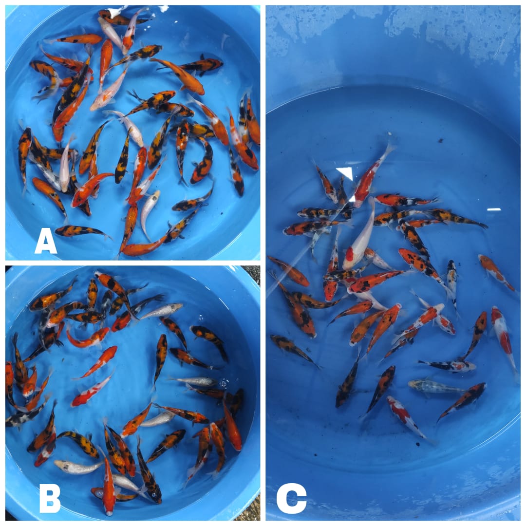 Lelang Koi Online, Jual Beli Ikan Koi, Pasar Koi Terbaik, Agen Lelang Koi, Penawaran Koi Berkualitas, Harga Jual Koi, Lelang Ikan Koi Import, Beli Koi Online, Jual Koi Murah, Koi Showroom, Penjual Koi Terpercaya, Lelang Koi Jakarta, Jual Koi Lokal, Koi Kualitas Unggul, Harga Terbaik Koi, Jual Koi Indukan, Lelang Ikan Hias Koi, Pasar Koi Indonesia, Beli Koi Berkualitas Tinggi, Koi Farm Terbesar, Jual Beli Koi Impor, Lelang Ikan Koi Kualitas Premium, Daftar Harga Koi Terbaru, Pusat Jual Beli Koi, Info Lelang Koi Hari Ini.