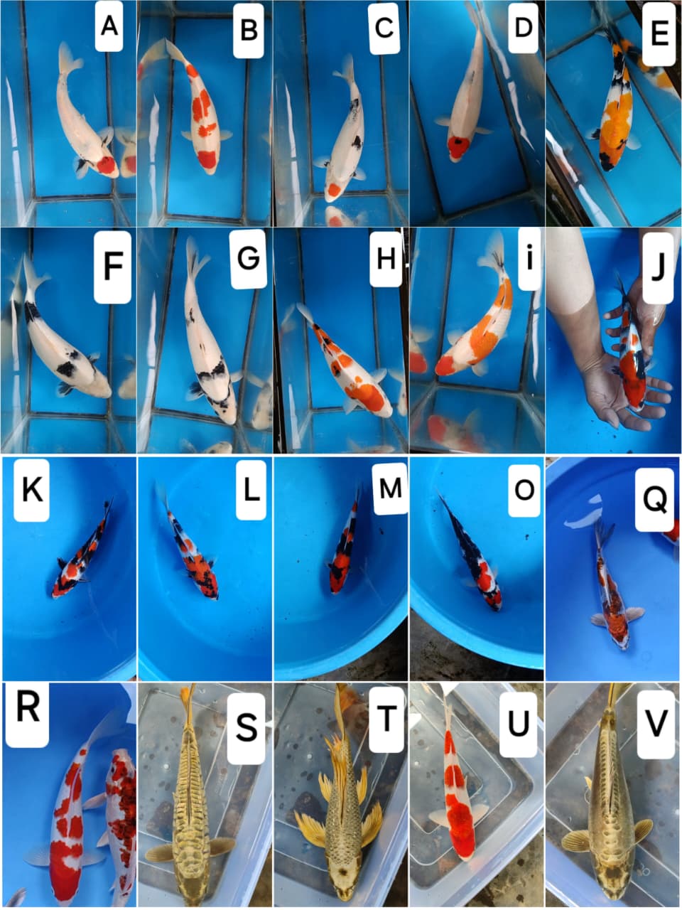 Lelang Koi Online, Jual Beli Ikan Koi, Pasar Koi Terbaik, Agen Lelang Koi, Penawaran Koi Berkualitas, Harga Jual Koi, Lelang Ikan Koi Import, Beli Koi Online, Jual Koi Murah, Koi Showroom, Penjual Koi Terpercaya, Lelang Koi Jakarta, Jual Koi Lokal, Koi Kualitas Unggul, Harga Terbaik Koi, Jual Koi Indukan, Lelang Ikan Hias Koi, Pasar Koi Indonesia, Beli Koi Berkualitas Tinggi, Koi Farm Terbesar, Jual Beli Koi Impor, Lelang Ikan Koi Kualitas Premium, Daftar Harga Koi Terbaru, Pusat Jual Beli Koi, Info Lelang Koi Hari Ini.
