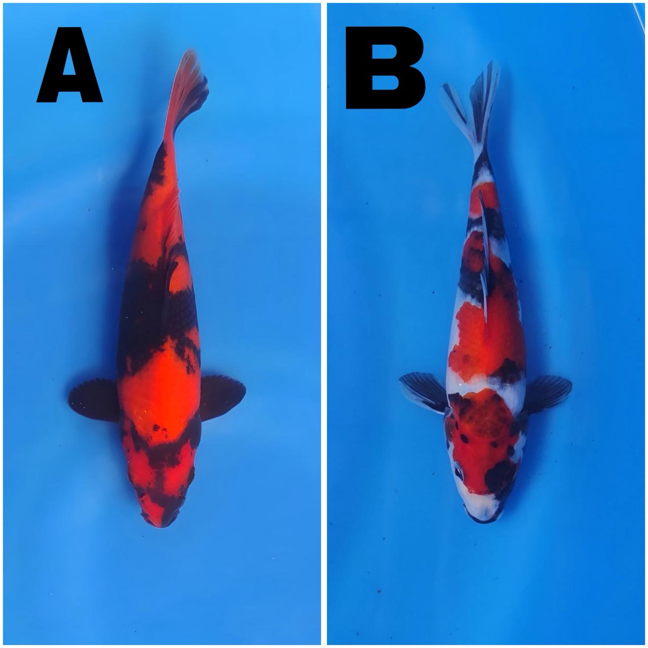 Lelang Koi Online, Jual Beli Ikan Koi, Pasar Koi Terbaik, Agen Lelang Koi, Penawaran Koi Berkualitas, Harga Jual Koi, Lelang Ikan Koi Import, Beli Koi Online, Jual Koi Murah, Koi Showroom, Penjual Koi Terpercaya, Lelang Koi Jakarta, Jual Koi Lokal, Koi Kualitas Unggul, Harga Terbaik Koi, Jual Koi Indukan, Lelang Ikan Hias Koi, Pasar Koi Indonesia, Beli Koi Berkualitas Tinggi, Koi Farm Terbesar, Jual Beli Koi Impor, Lelang Ikan Koi Kualitas Premium, Daftar Harga Koi Terbaru, Pusat Jual Beli Koi, Info Lelang Koi Hari Ini.