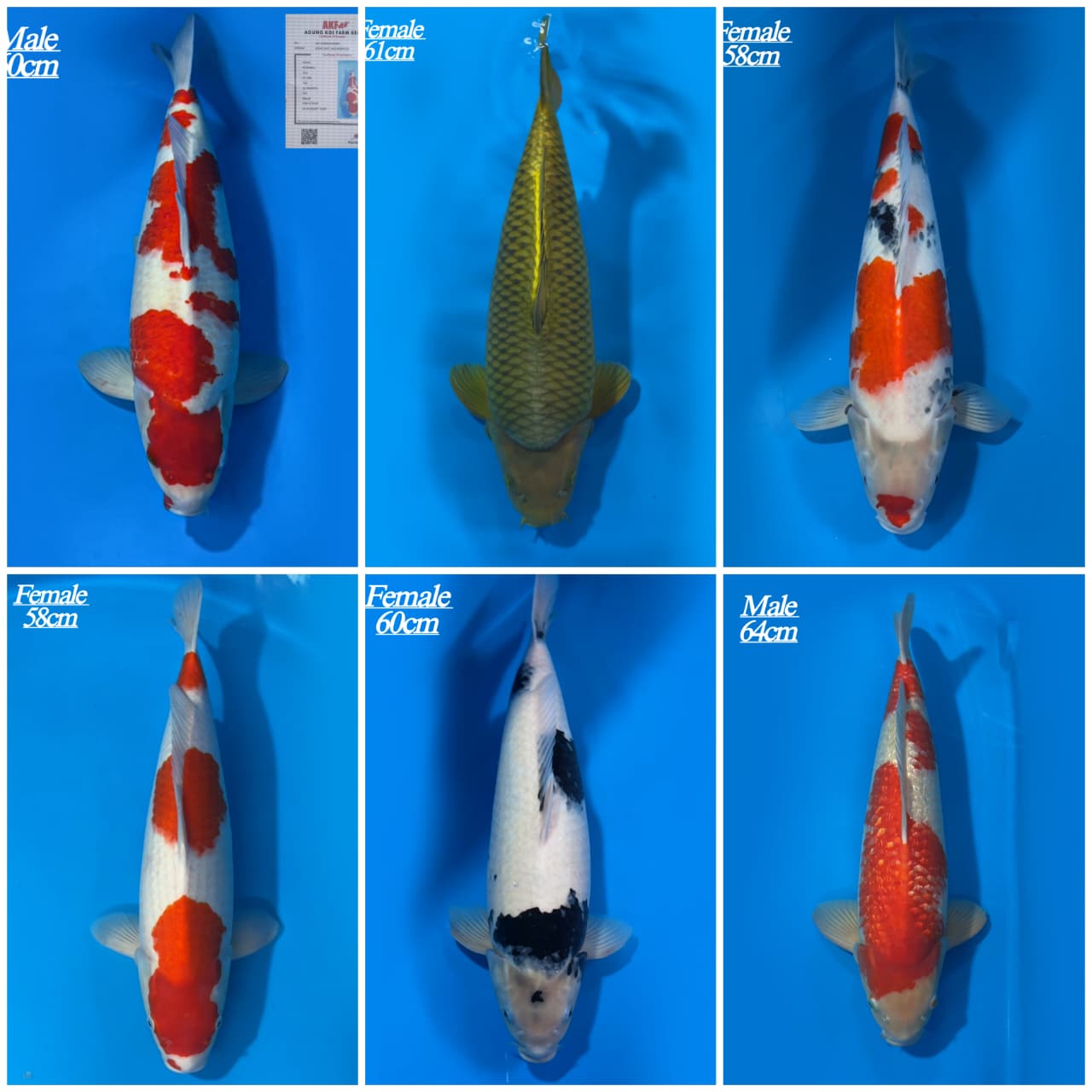Lelang Koi Online, Jual Beli Ikan Koi, Pasar Koi Terbaik, Agen Lelang Koi, Penawaran Koi Berkualitas, Harga Jual Koi, Lelang Ikan Koi Import, Beli Koi Online, Jual Koi Murah, Koi Showroom, Penjual Koi Terpercaya, Lelang Koi Jakarta, Jual Koi Lokal, Koi Kualitas Unggul, Harga Terbaik Koi, Jual Koi Indukan, Lelang Ikan Hias Koi, Pasar Koi Indonesia, Beli Koi Berkualitas Tinggi, Koi Farm Terbesar, Jual Beli Koi Impor, Lelang Ikan Koi Kualitas Premium, Daftar Harga Koi Terbaru, Pusat Jual Beli Koi, Info Lelang Koi Hari Ini.