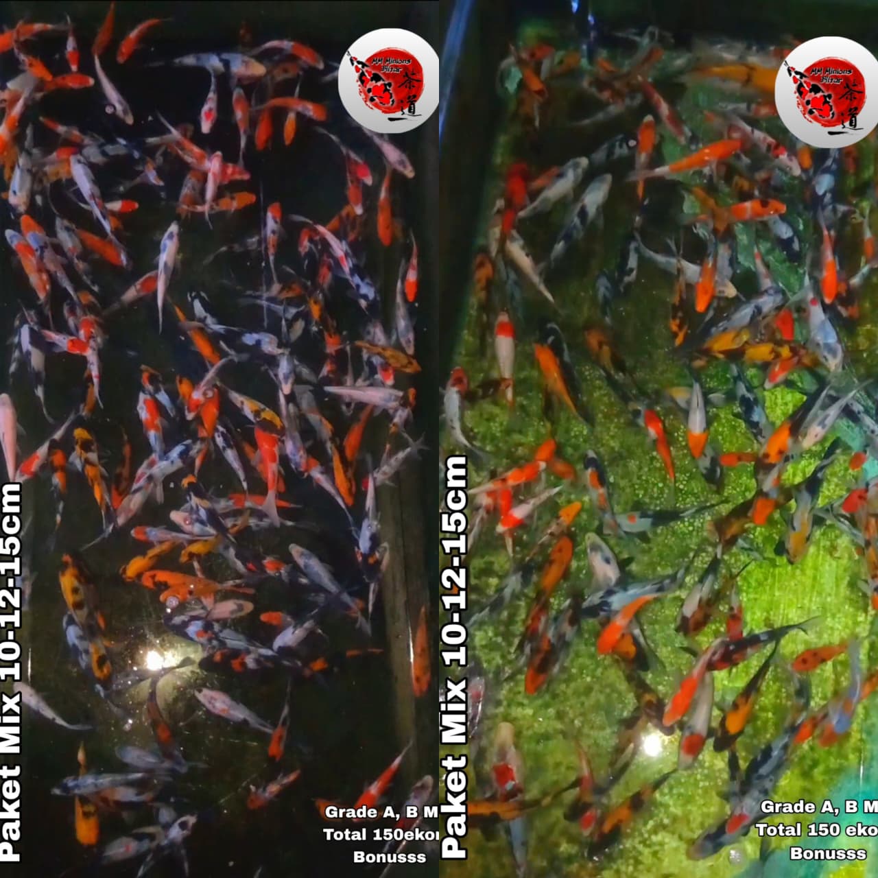 Lelang Koi Online, Jual Beli Ikan Koi, Pasar Koi Terbaik, Agen Lelang Koi, Penawaran Koi Berkualitas, Harga Jual Koi, Lelang Ikan Koi Import, Beli Koi Online, Jual Koi Murah, Koi Showroom, Penjual Koi Terpercaya, Lelang Koi Jakarta, Jual Koi Lokal, Koi Kualitas Unggul, Harga Terbaik Koi, Jual Koi Indukan, Lelang Ikan Hias Koi, Pasar Koi Indonesia, Beli Koi Berkualitas Tinggi, Koi Farm Terbesar, Jual Beli Koi Impor, Lelang Ikan Koi Kualitas Premium, Daftar Harga Koi Terbaru, Pusat Jual Beli Koi, Info Lelang Koi Hari Ini.