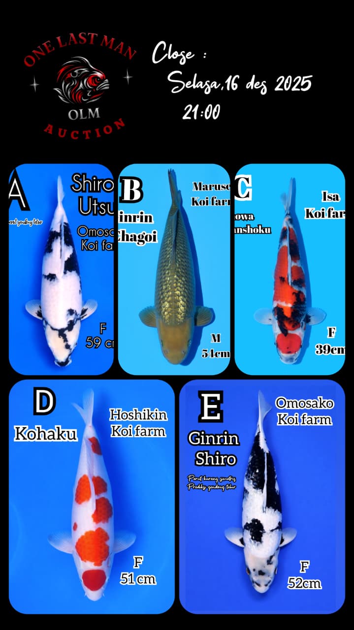 Lelang Koi Online, Jual Beli Ikan Koi, Pasar Koi Terbaik, Agen Lelang Koi, Penawaran Koi Berkualitas, Harga Jual Koi, Lelang Ikan Koi Import, Beli Koi Online, Jual Koi Murah, Koi Showroom, Penjual Koi Terpercaya, Lelang Koi Jakarta, Jual Koi Lokal, Koi Kualitas Unggul, Harga Terbaik Koi, Jual Koi Indukan, Lelang Ikan Hias Koi, Pasar Koi Indonesia, Beli Koi Berkualitas Tinggi, Koi Farm Terbesar, Jual Beli Koi Impor, Lelang Ikan Koi Kualitas Premium, Daftar Harga Koi Terbaru, Pusat Jual Beli Koi, Info Lelang Koi Hari Ini.