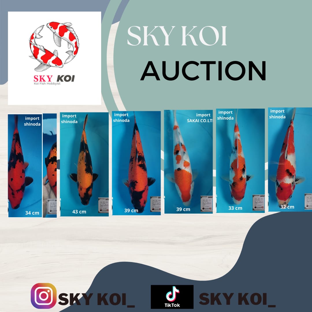 Lelang Koi Online, Jual Beli Ikan Koi, Pasar Koi Terbaik, Agen Lelang Koi, Penawaran Koi Berkualitas, Harga Jual Koi, Lelang Ikan Koi Import, Beli Koi Online, Jual Koi Murah, Koi Showroom, Penjual Koi Terpercaya, Lelang Koi Jakarta, Jual Koi Lokal, Koi Kualitas Unggul, Harga Terbaik Koi, Jual Koi Indukan, Lelang Ikan Hias Koi, Pasar Koi Indonesia, Beli Koi Berkualitas Tinggi, Koi Farm Terbesar, Jual Beli Koi Impor, Lelang Ikan Koi Kualitas Premium, Daftar Harga Koi Terbaru, Pusat Jual Beli Koi, Info Lelang Koi Hari Ini.