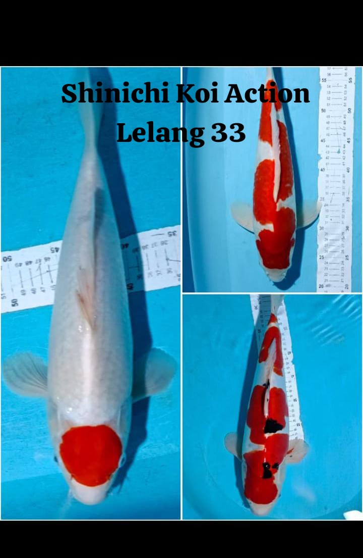 Lelang Koi Online, Jual Beli Ikan Koi, Pasar Koi Terbaik, Agen Lelang Koi, Penawaran Koi Berkualitas, Harga Jual Koi, Lelang Ikan Koi Import, Beli Koi Online, Jual Koi Murah, Koi Showroom, Penjual Koi Terpercaya, Lelang Koi Jakarta, Jual Koi Lokal, Koi Kualitas Unggul, Harga Terbaik Koi, Jual Koi Indukan, Lelang Ikan Hias Koi, Pasar Koi Indonesia, Beli Koi Berkualitas Tinggi, Koi Farm Terbesar, Jual Beli Koi Impor, Lelang Ikan Koi Kualitas Premium, Daftar Harga Koi Terbaru, Pusat Jual Beli Koi, Info Lelang Koi Hari Ini.
