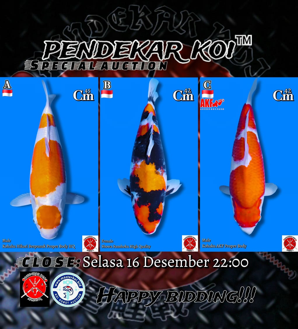 Lelang Koi Online, Jual Beli Ikan Koi, Pasar Koi Terbaik, Agen Lelang Koi, Penawaran Koi Berkualitas, Harga Jual Koi, Lelang Ikan Koi Import, Beli Koi Online, Jual Koi Murah, Koi Showroom, Penjual Koi Terpercaya, Lelang Koi Jakarta, Jual Koi Lokal, Koi Kualitas Unggul, Harga Terbaik Koi, Jual Koi Indukan, Lelang Ikan Hias Koi, Pasar Koi Indonesia, Beli Koi Berkualitas Tinggi, Koi Farm Terbesar, Jual Beli Koi Impor, Lelang Ikan Koi Kualitas Premium, Daftar Harga Koi Terbaru, Pusat Jual Beli Koi, Info Lelang Koi Hari Ini.