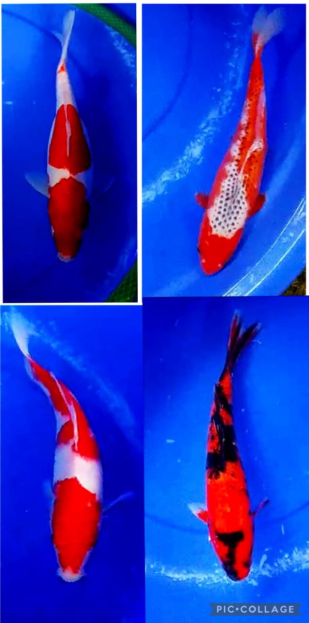 Lelang Koi Online, Jual Beli Ikan Koi, Pasar Koi Terbaik, Agen Lelang Koi, Penawaran Koi Berkualitas, Harga Jual Koi, Lelang Ikan Koi Import, Beli Koi Online, Jual Koi Murah, Koi Showroom, Penjual Koi Terpercaya, Lelang Koi Jakarta, Jual Koi Lokal, Koi Kualitas Unggul, Harga Terbaik Koi, Jual Koi Indukan, Lelang Ikan Hias Koi, Pasar Koi Indonesia, Beli Koi Berkualitas Tinggi, Koi Farm Terbesar, Jual Beli Koi Impor, Lelang Ikan Koi Kualitas Premium, Daftar Harga Koi Terbaru, Pusat Jual Beli Koi, Info Lelang Koi Hari Ini.