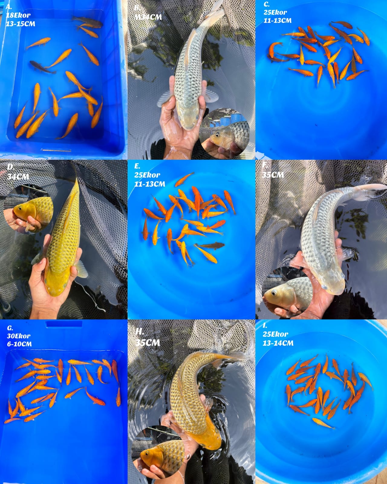 Lelang Koi Online, Jual Beli Ikan Koi, Pasar Koi Terbaik, Agen Lelang Koi, Penawaran Koi Berkualitas, Harga Jual Koi, Lelang Ikan Koi Import, Beli Koi Online, Jual Koi Murah, Koi Showroom, Penjual Koi Terpercaya, Lelang Koi Jakarta, Jual Koi Lokal, Koi Kualitas Unggul, Harga Terbaik Koi, Jual Koi Indukan, Lelang Ikan Hias Koi, Pasar Koi Indonesia, Beli Koi Berkualitas Tinggi, Koi Farm Terbesar, Jual Beli Koi Impor, Lelang Ikan Koi Kualitas Premium, Daftar Harga Koi Terbaru, Pusat Jual Beli Koi, Info Lelang Koi Hari Ini.