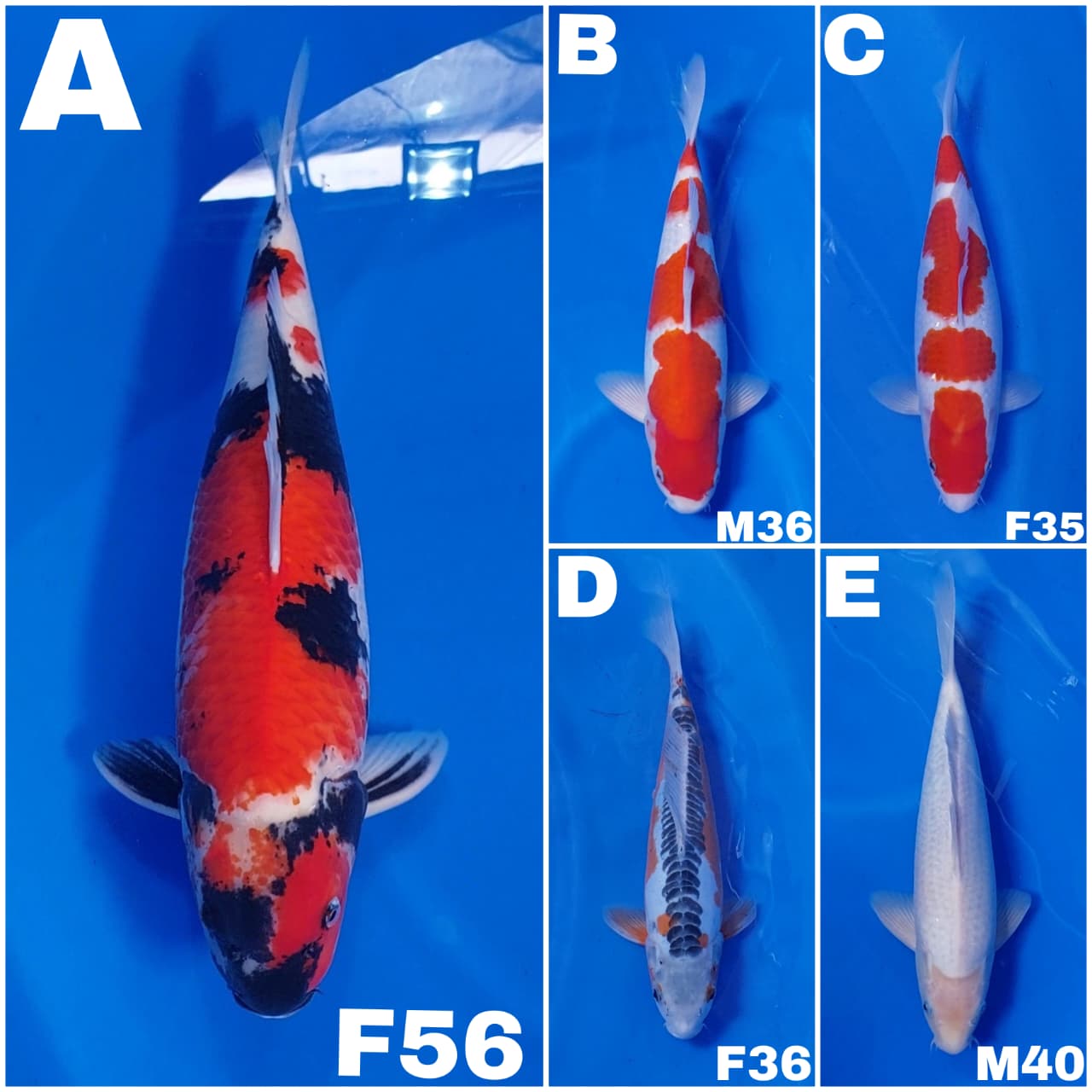 Lelang Koi Online, Jual Beli Ikan Koi, Pasar Koi Terbaik, Agen Lelang Koi, Penawaran Koi Berkualitas, Harga Jual Koi, Lelang Ikan Koi Import, Beli Koi Online, Jual Koi Murah, Koi Showroom, Penjual Koi Terpercaya, Lelang Koi Jakarta, Jual Koi Lokal, Koi Kualitas Unggul, Harga Terbaik Koi, Jual Koi Indukan, Lelang Ikan Hias Koi, Pasar Koi Indonesia, Beli Koi Berkualitas Tinggi, Koi Farm Terbesar, Jual Beli Koi Impor, Lelang Ikan Koi Kualitas Premium, Daftar Harga Koi Terbaru, Pusat Jual Beli Koi, Info Lelang Koi Hari Ini.