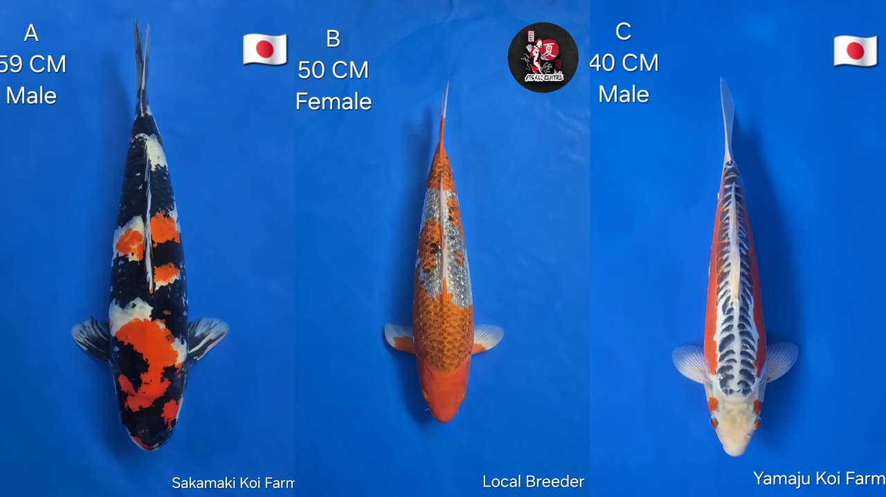 Lelang Koi Online, Jual Beli Ikan Koi, Pasar Koi Terbaik, Agen Lelang Koi, Penawaran Koi Berkualitas, Harga Jual Koi, Lelang Ikan Koi Import, Beli Koi Online, Jual Koi Murah, Koi Showroom, Penjual Koi Terpercaya, Lelang Koi Jakarta, Jual Koi Lokal, Koi Kualitas Unggul, Harga Terbaik Koi, Jual Koi Indukan, Lelang Ikan Hias Koi, Pasar Koi Indonesia, Beli Koi Berkualitas Tinggi, Koi Farm Terbesar, Jual Beli Koi Impor, Lelang Ikan Koi Kualitas Premium, Daftar Harga Koi Terbaru, Pusat Jual Beli Koi, Info Lelang Koi Hari Ini.