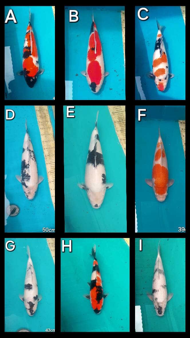 Lelang Koi Online, Jual Beli Ikan Koi, Pasar Koi Terbaik, Agen Lelang Koi, Penawaran Koi Berkualitas, Harga Jual Koi, Lelang Ikan Koi Import, Beli Koi Online, Jual Koi Murah, Koi Showroom, Penjual Koi Terpercaya, Lelang Koi Jakarta, Jual Koi Lokal, Koi Kualitas Unggul, Harga Terbaik Koi, Jual Koi Indukan, Lelang Ikan Hias Koi, Pasar Koi Indonesia, Beli Koi Berkualitas Tinggi, Koi Farm Terbesar, Jual Beli Koi Impor, Lelang Ikan Koi Kualitas Premium, Daftar Harga Koi Terbaru, Pusat Jual Beli Koi, Info Lelang Koi Hari Ini.