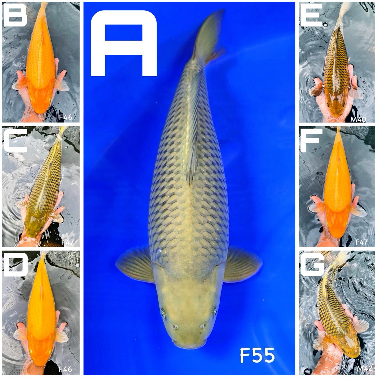 Lelang Koi Online, Jual Beli Ikan Koi, Pasar Koi Terbaik, Agen Lelang Koi, Penawaran Koi Berkualitas, Harga Jual Koi, Lelang Ikan Koi Import, Beli Koi Online, Jual Koi Murah, Koi Showroom, Penjual Koi Terpercaya, Lelang Koi Jakarta, Jual Koi Lokal, Koi Kualitas Unggul, Harga Terbaik Koi, Jual Koi Indukan, Lelang Ikan Hias Koi, Pasar Koi Indonesia, Beli Koi Berkualitas Tinggi, Koi Farm Terbesar, Jual Beli Koi Impor, Lelang Ikan Koi Kualitas Premium, Daftar Harga Koi Terbaru, Pusat Jual Beli Koi, Info Lelang Koi Hari Ini.