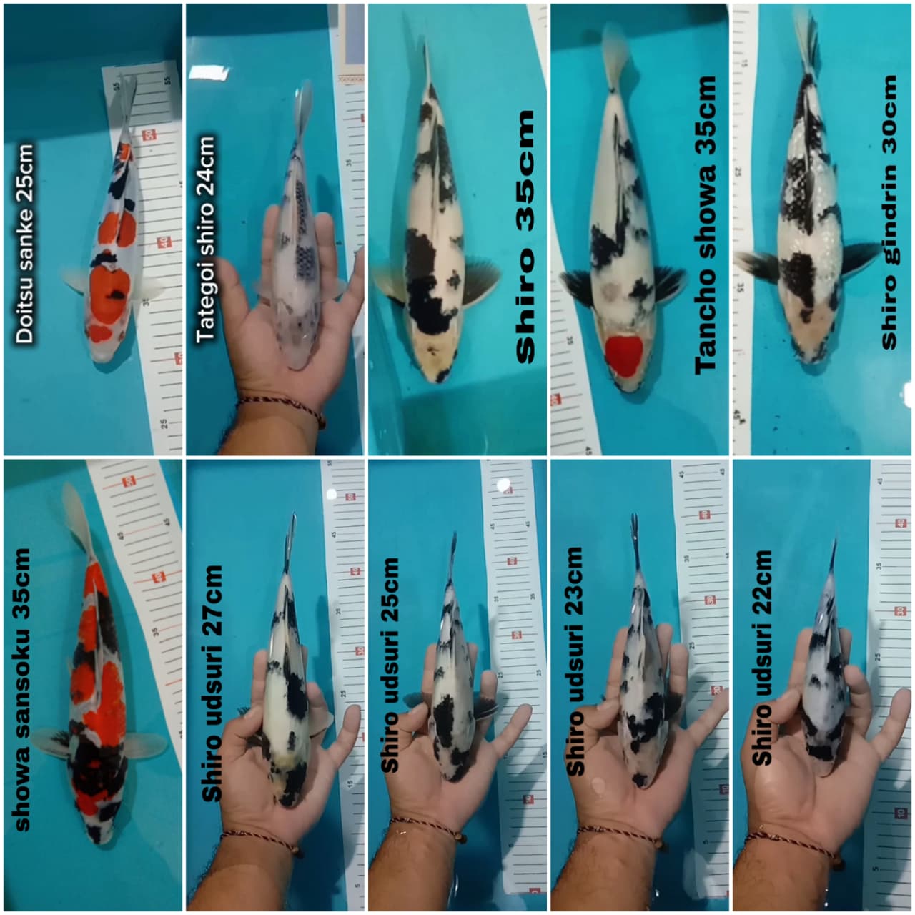Lelang Koi Online, Jual Beli Ikan Koi, Pasar Koi Terbaik, Agen Lelang Koi, Penawaran Koi Berkualitas, Harga Jual Koi, Lelang Ikan Koi Import, Beli Koi Online, Jual Koi Murah, Koi Showroom, Penjual Koi Terpercaya, Lelang Koi Jakarta, Jual Koi Lokal, Koi Kualitas Unggul, Harga Terbaik Koi, Jual Koi Indukan, Lelang Ikan Hias Koi, Pasar Koi Indonesia, Beli Koi Berkualitas Tinggi, Koi Farm Terbesar, Jual Beli Koi Impor, Lelang Ikan Koi Kualitas Premium, Daftar Harga Koi Terbaru, Pusat Jual Beli Koi, Info Lelang Koi Hari Ini.