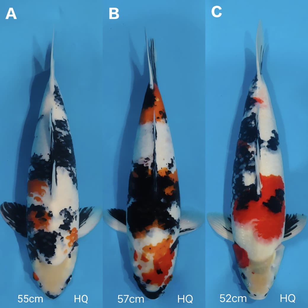 Lelang Koi Online, Jual Beli Ikan Koi, Pasar Koi Terbaik, Agen Lelang Koi, Penawaran Koi Berkualitas, Harga Jual Koi, Lelang Ikan Koi Import, Beli Koi Online, Jual Koi Murah, Koi Showroom, Penjual Koi Terpercaya, Lelang Koi Jakarta, Jual Koi Lokal, Koi Kualitas Unggul, Harga Terbaik Koi, Jual Koi Indukan, Lelang Ikan Hias Koi, Pasar Koi Indonesia, Beli Koi Berkualitas Tinggi, Koi Farm Terbesar, Jual Beli Koi Impor, Lelang Ikan Koi Kualitas Premium, Daftar Harga Koi Terbaru, Pusat Jual Beli Koi, Info Lelang Koi Hari Ini.